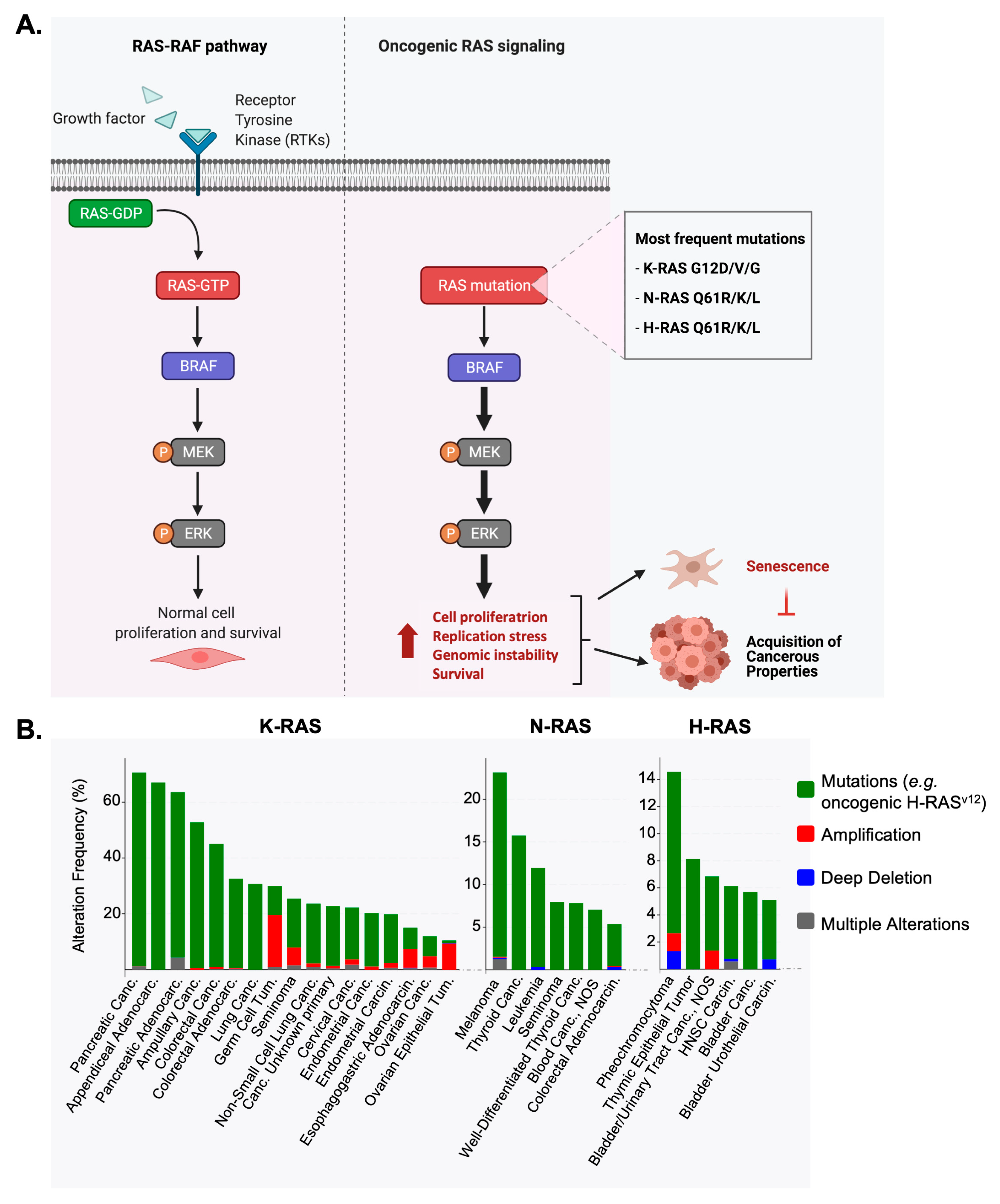 Cancers 16 03993 g001