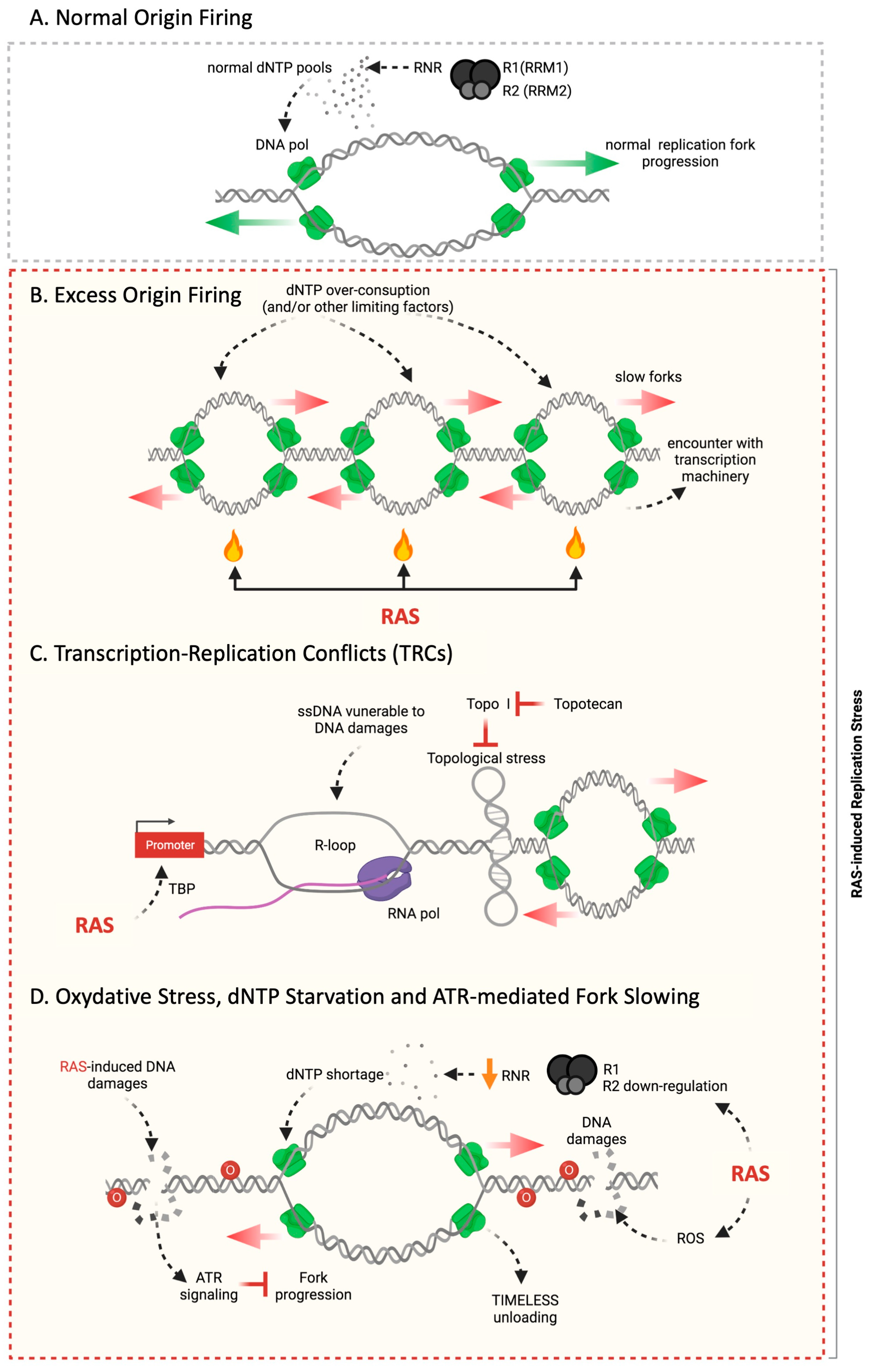 Cancers 16 03993 g002