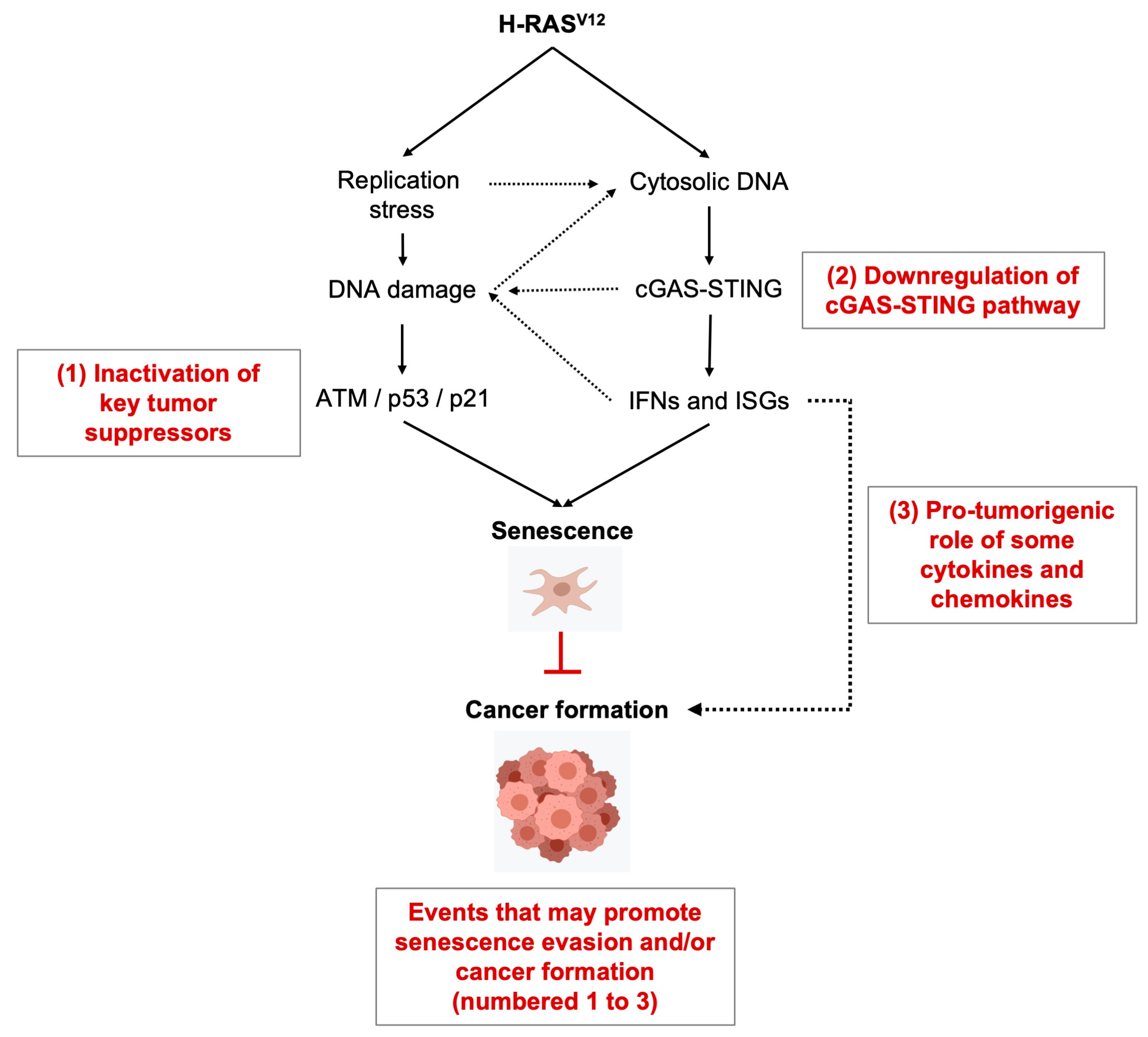 Cancers 16 03993 g003