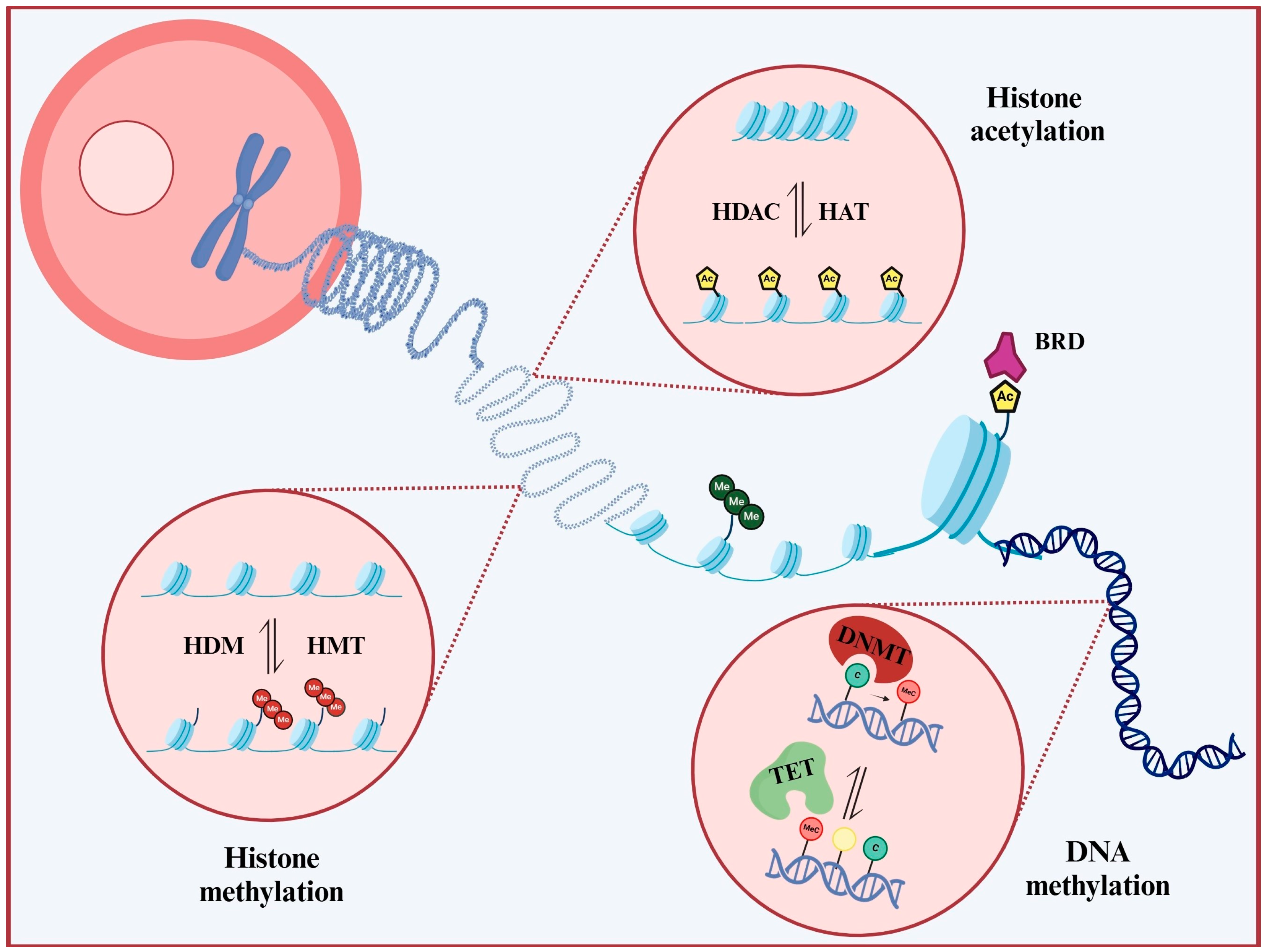 Cancers 16 04149 g001