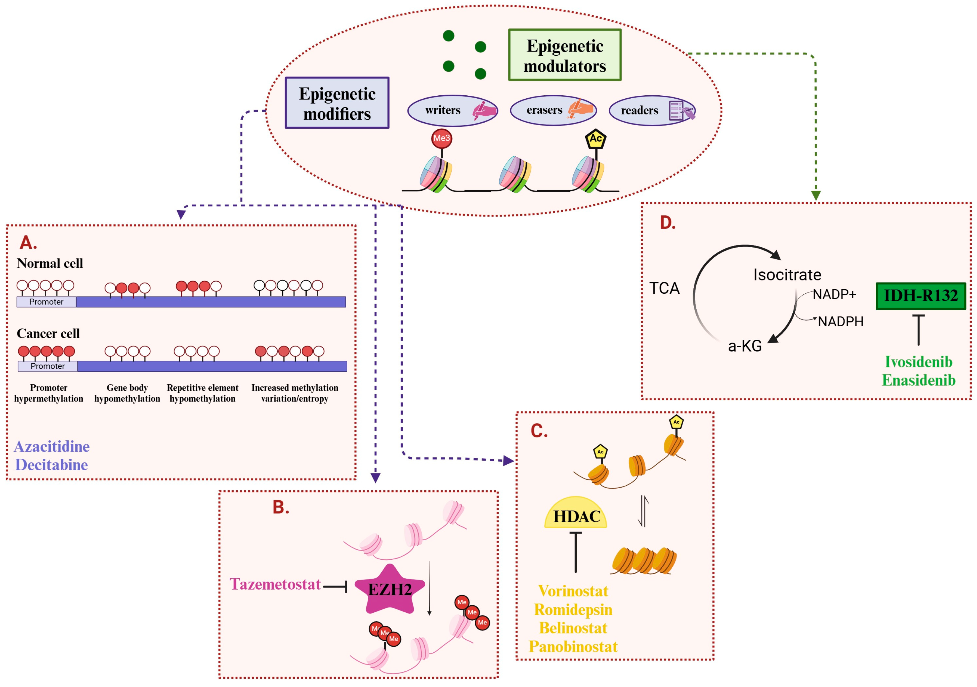 Cancers 16 04149 g002