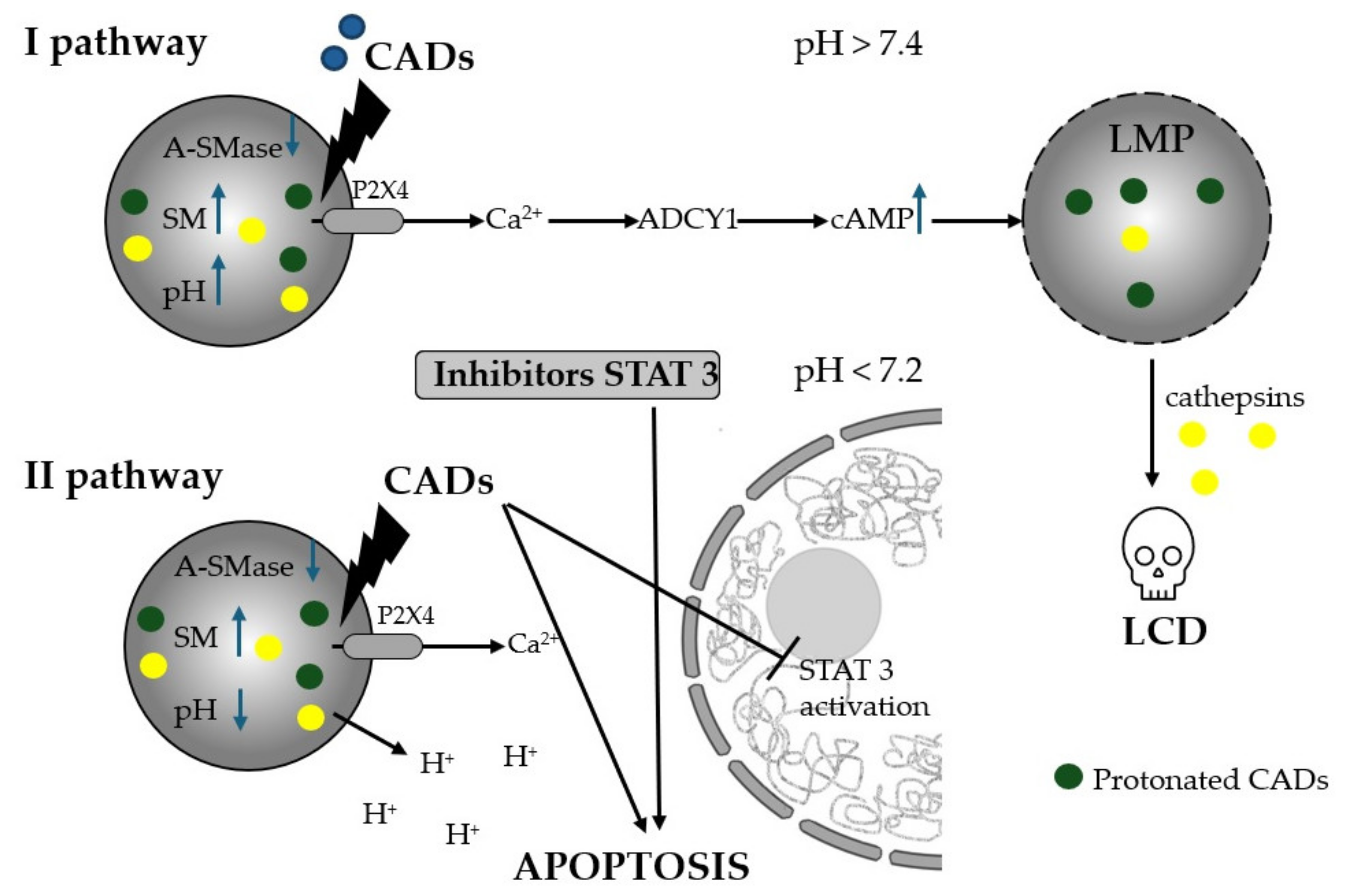 Cancers 16 04253 g002