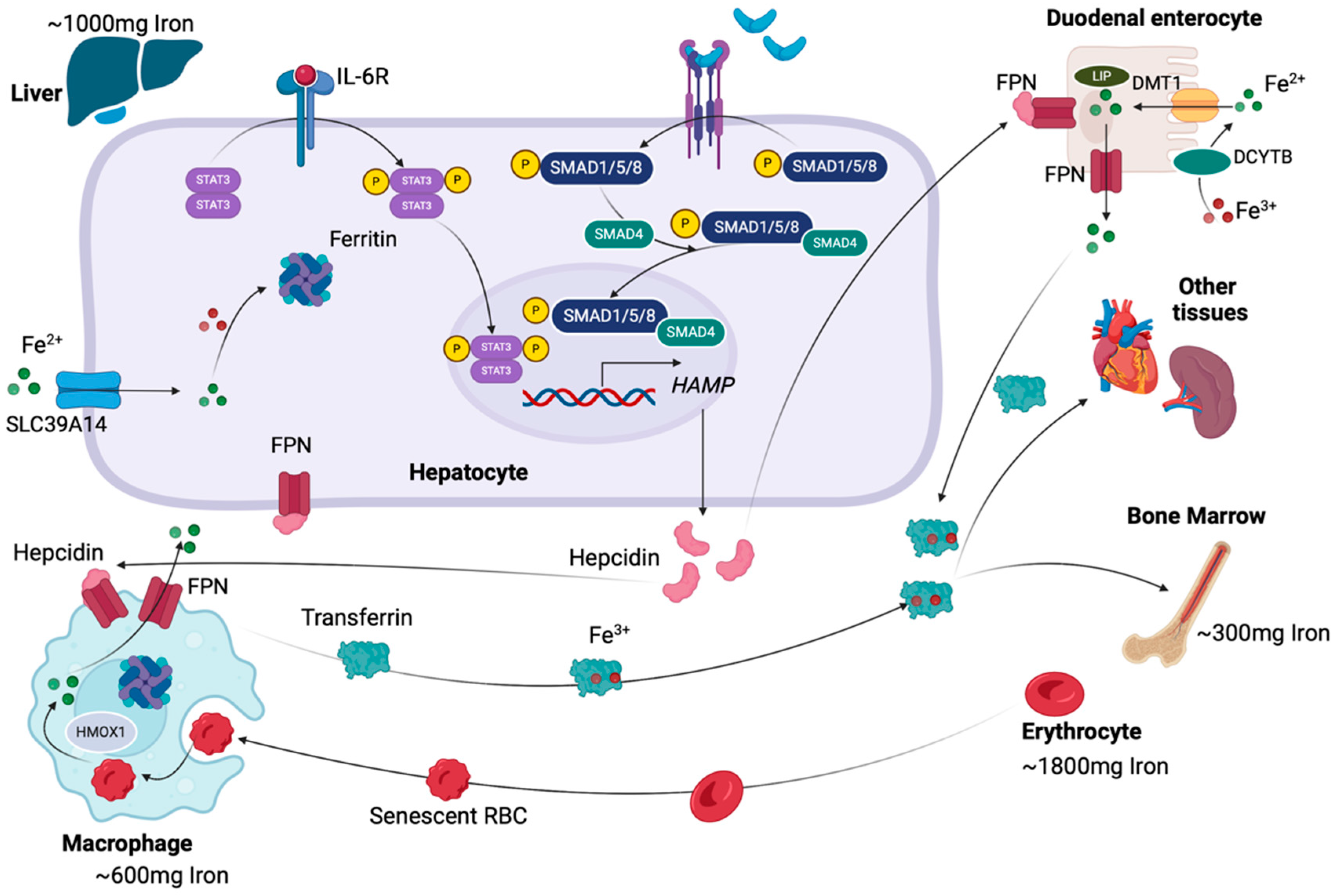 Cancers 17 00392 g001 Cancers 17 00392 g001