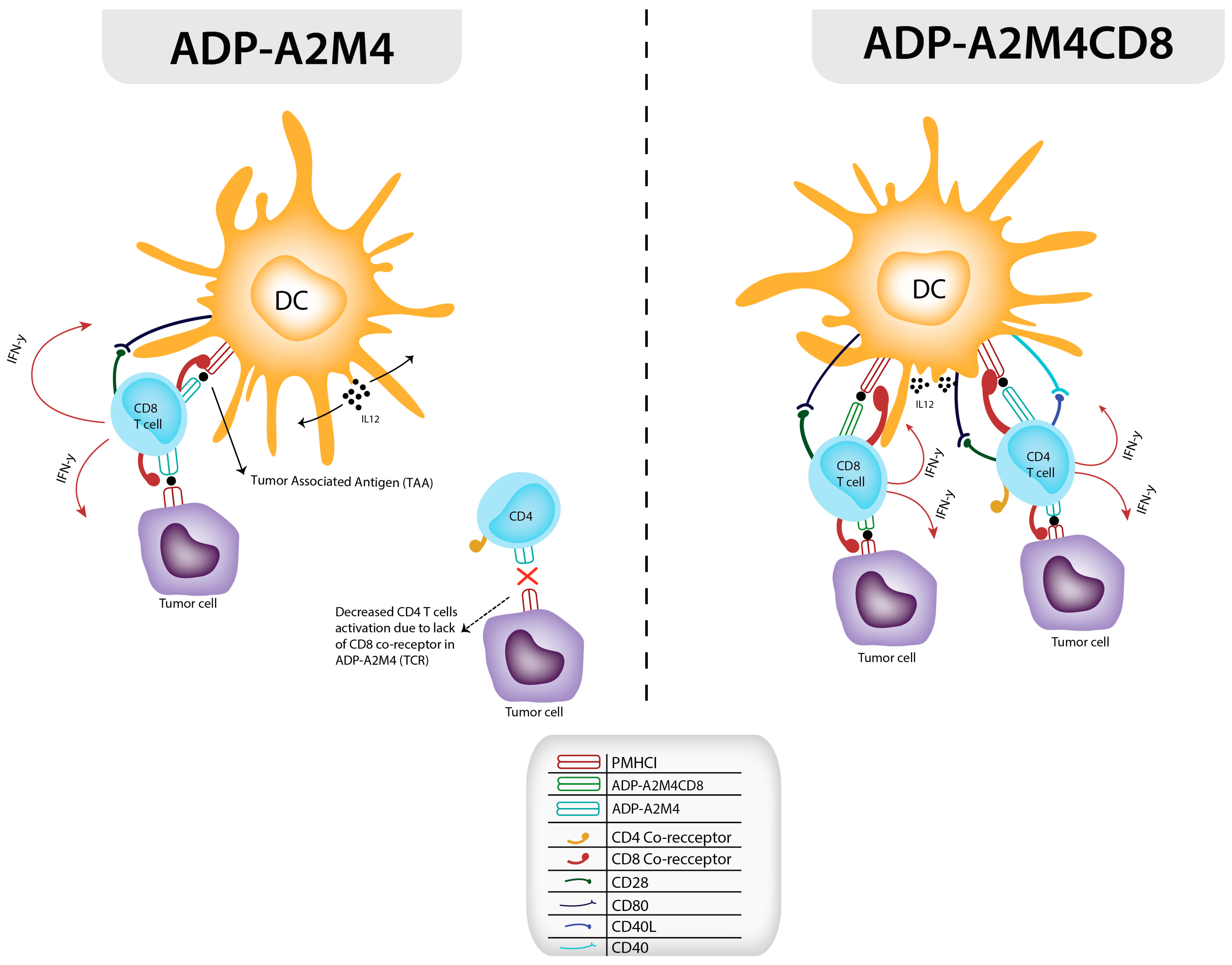 Cancers 17 00413 g001