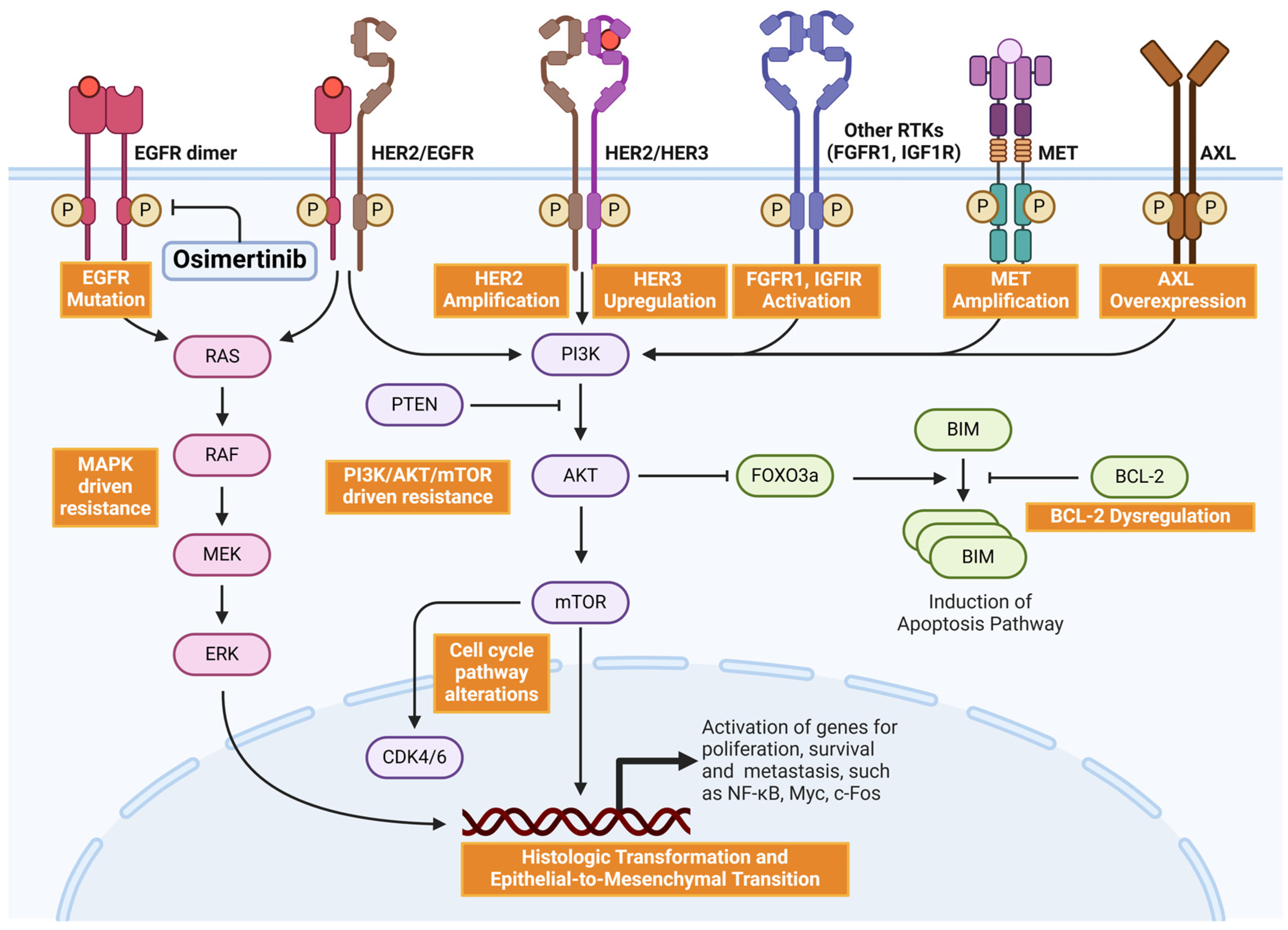 Cancers 17 00459 g001