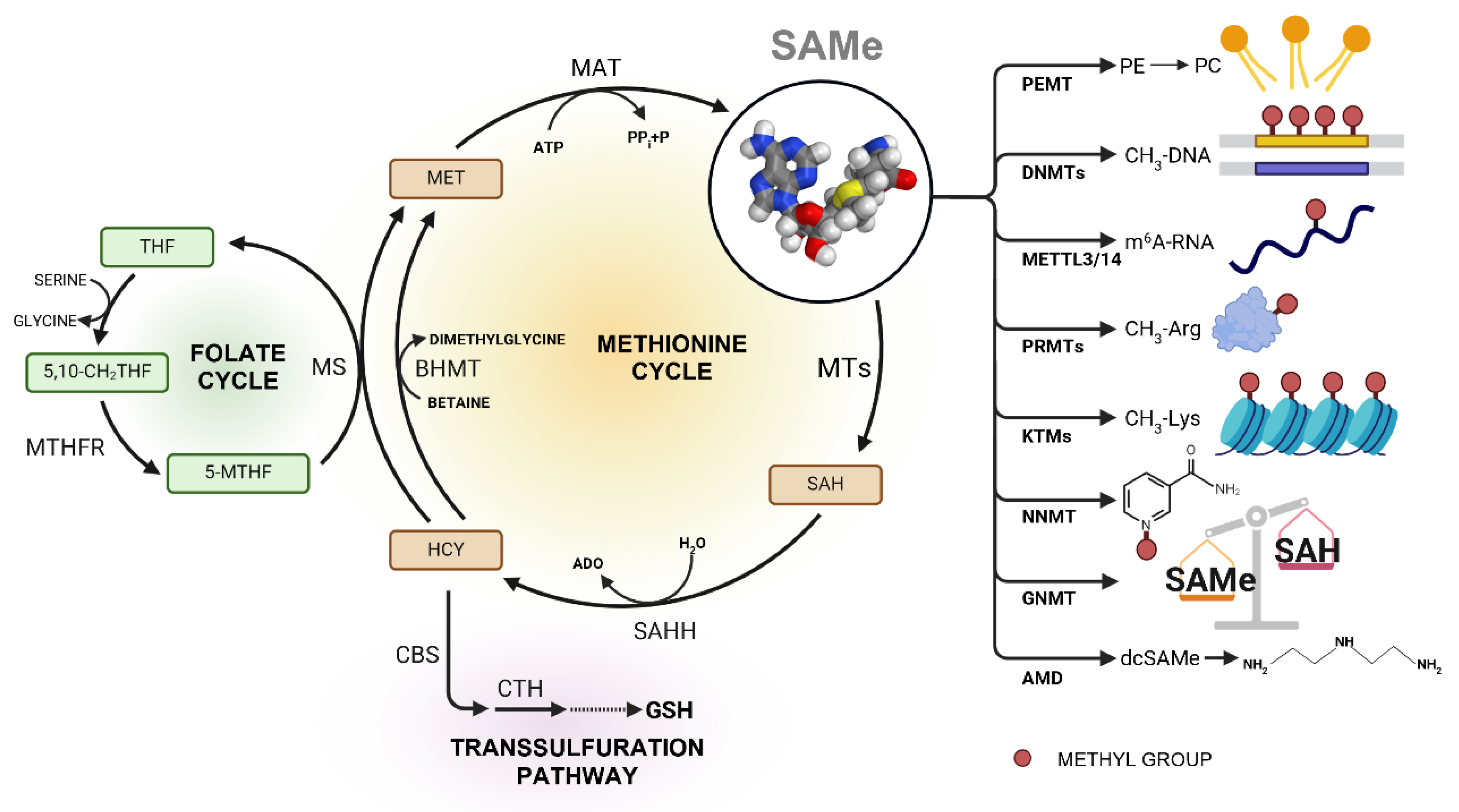 Cancers 17 00535 g001 Cancers 17 00535 g001