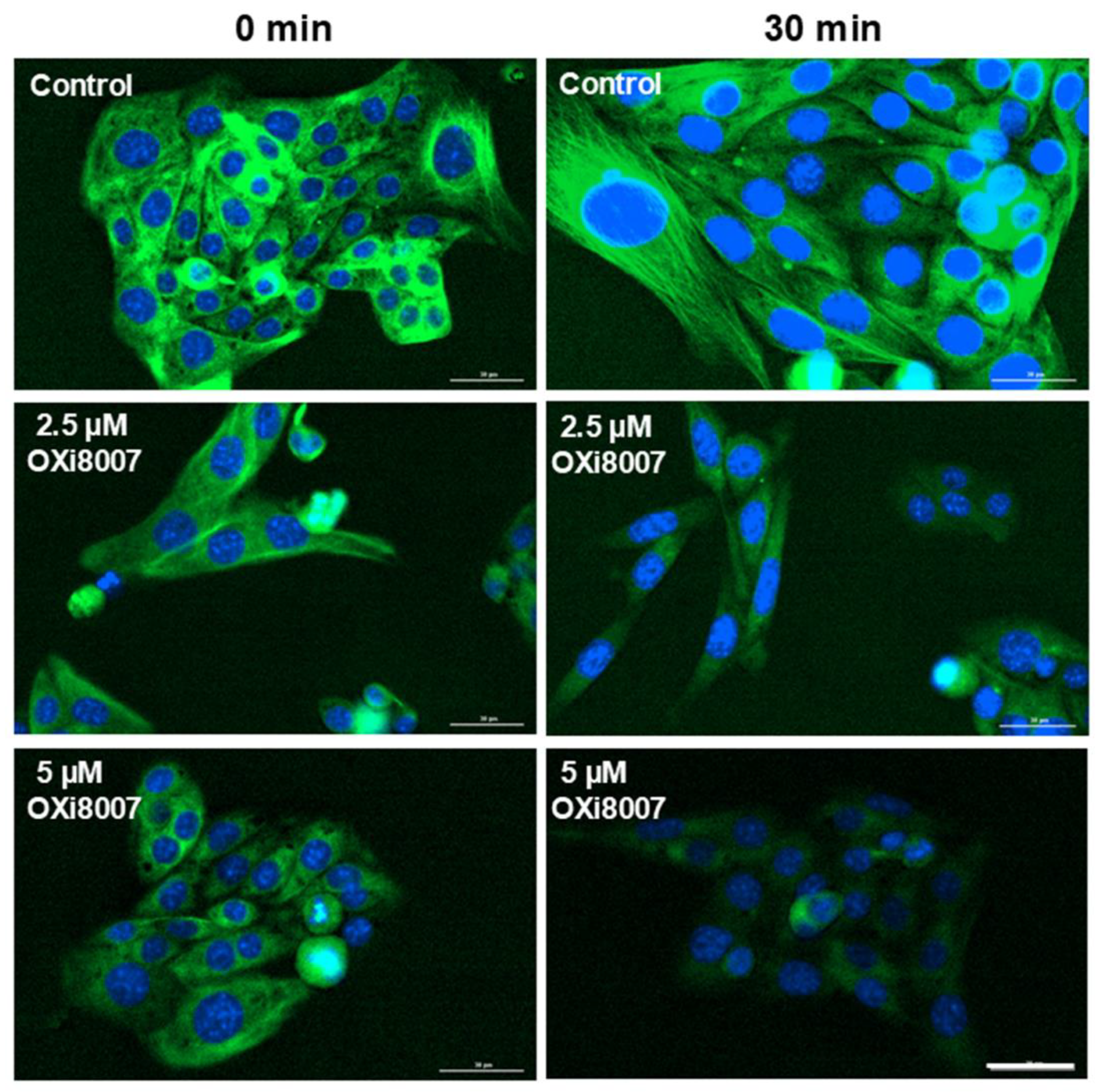 Cancers 17 00771 g002
