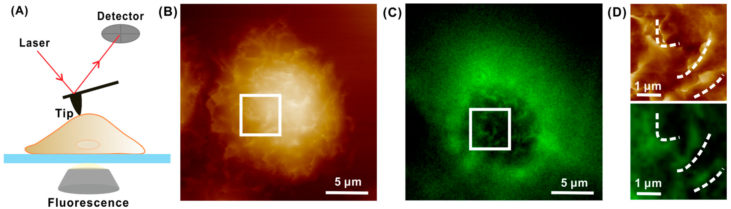 Cancers 17 00858 g004