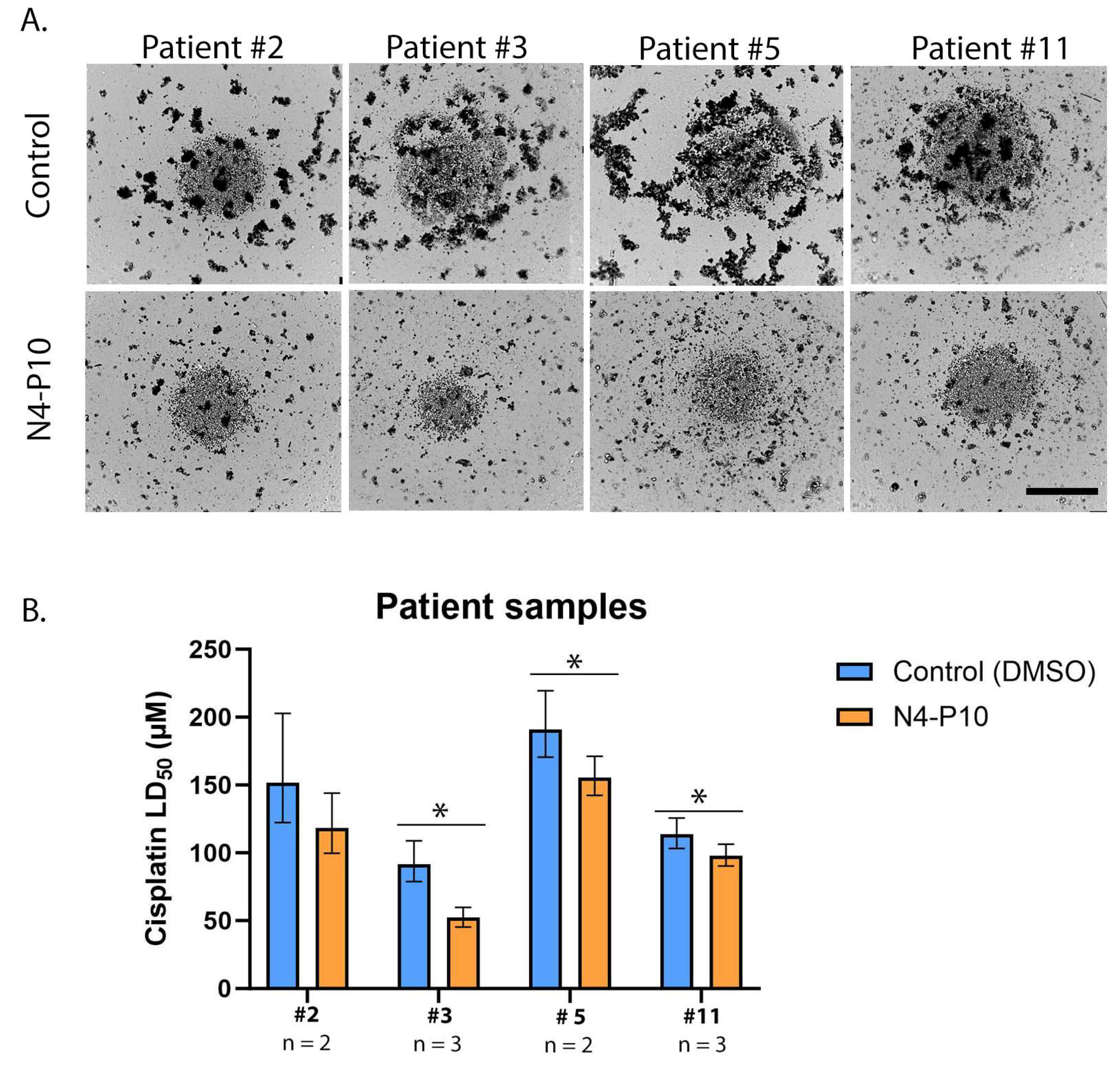 Cancers 17 00901 g007 Cancers 17 00901 g007