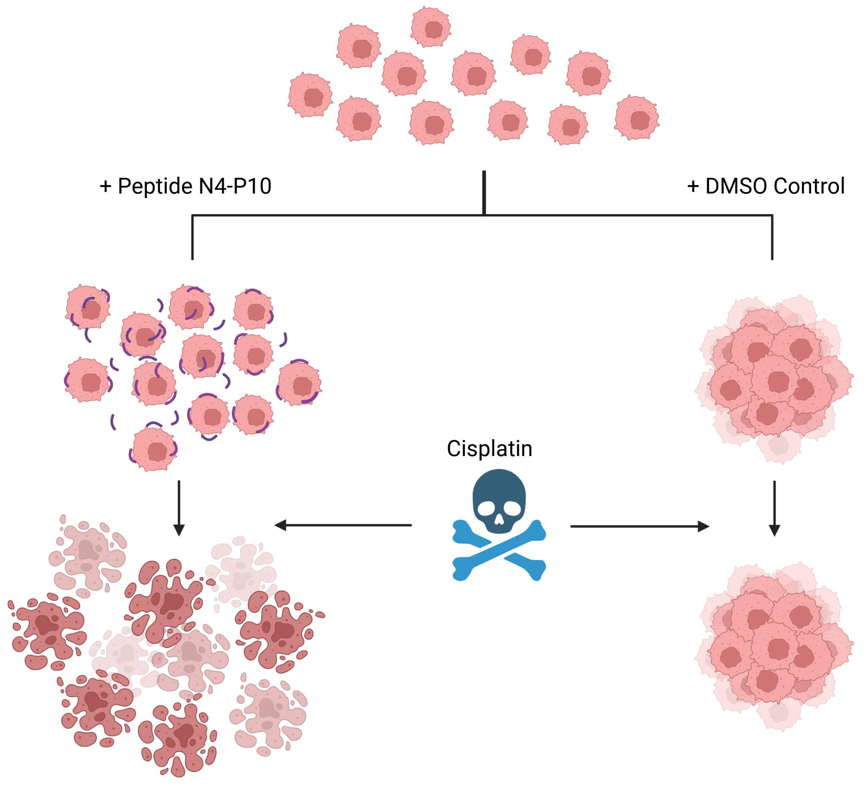 Cancers 17 00901 g008 Cancers 17 00901 g008
