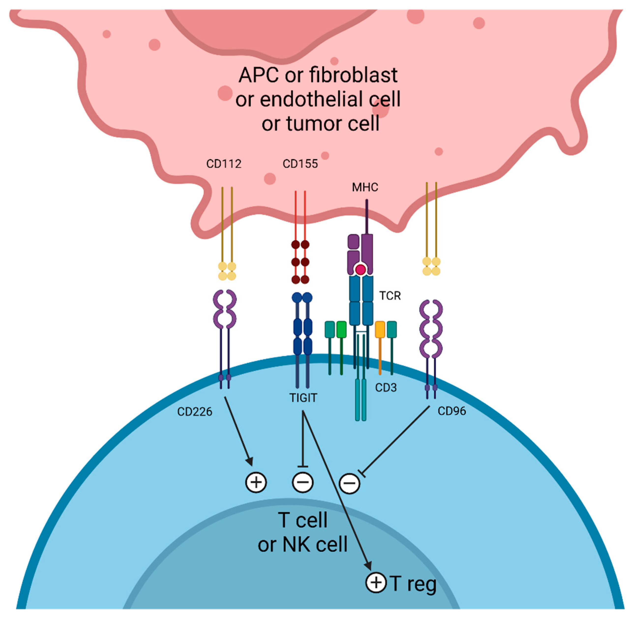 Cancers 17 00906 g002
