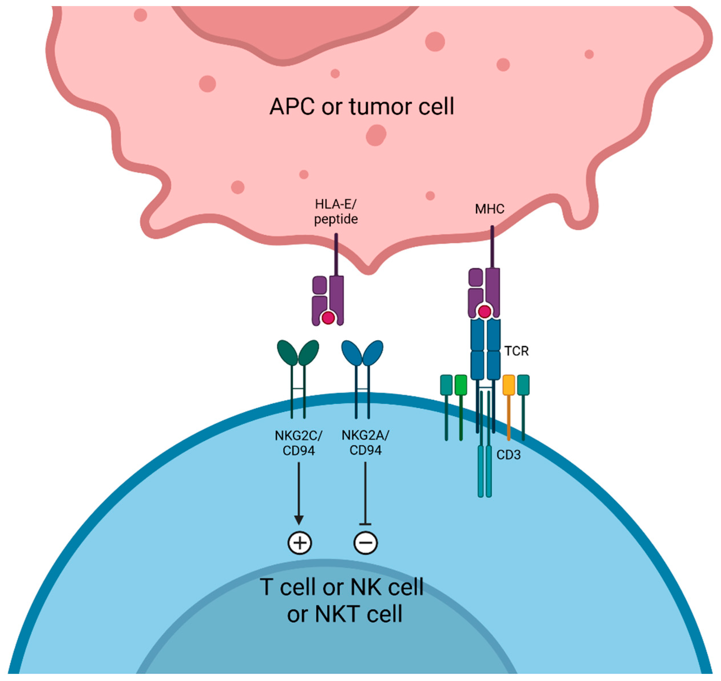 Cancers 17 00906 g005