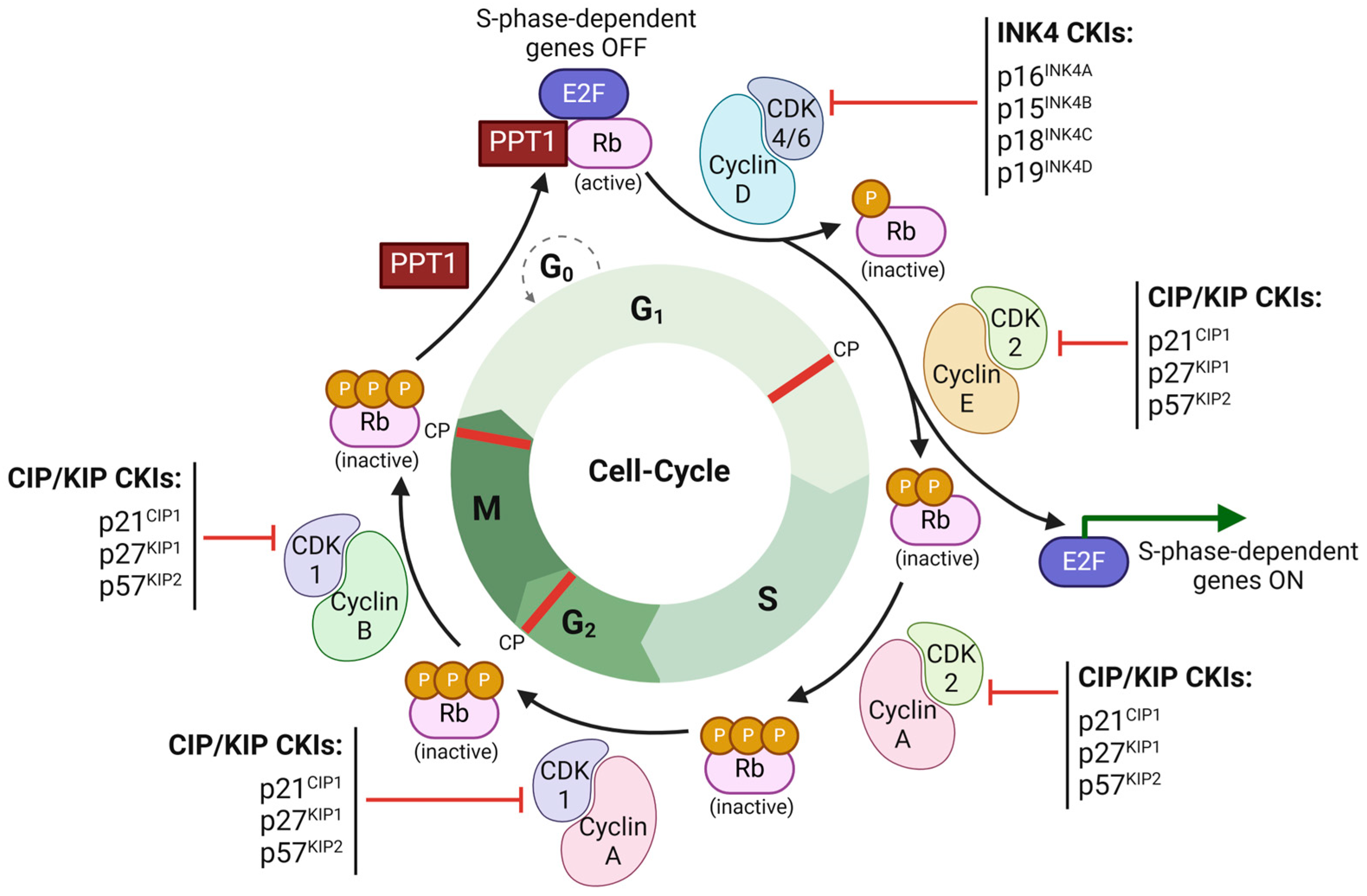 Cancers 17 01008 g001