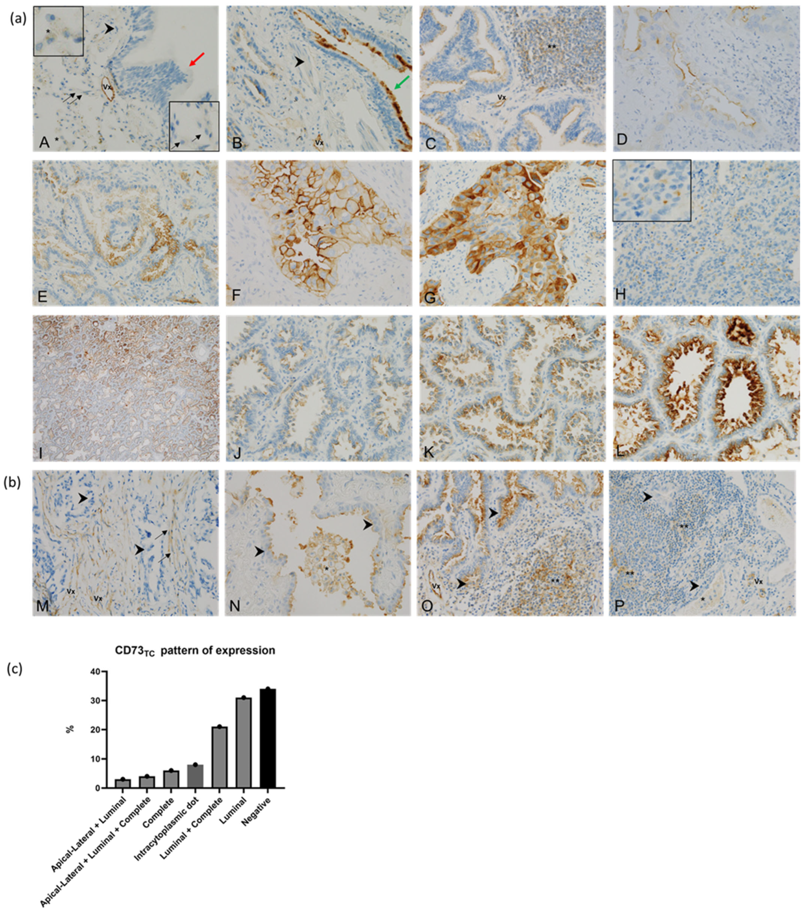 Cancers 17 01034 g001