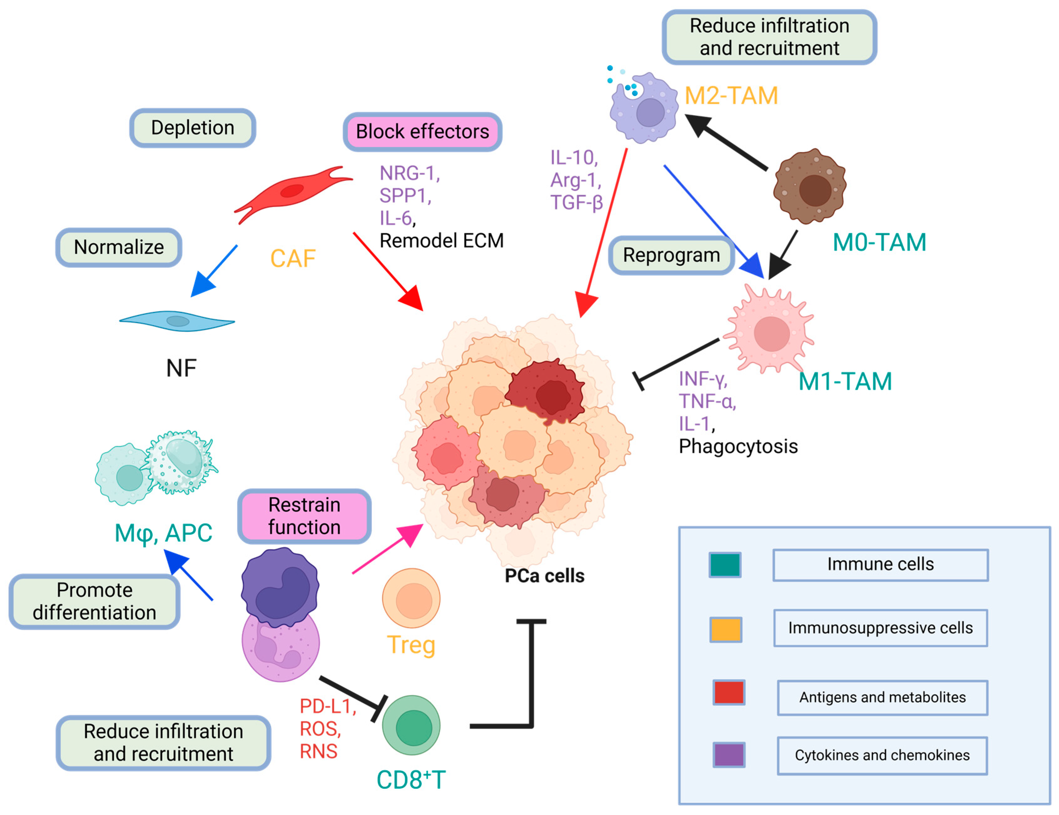 Cancers 17 01064 g002