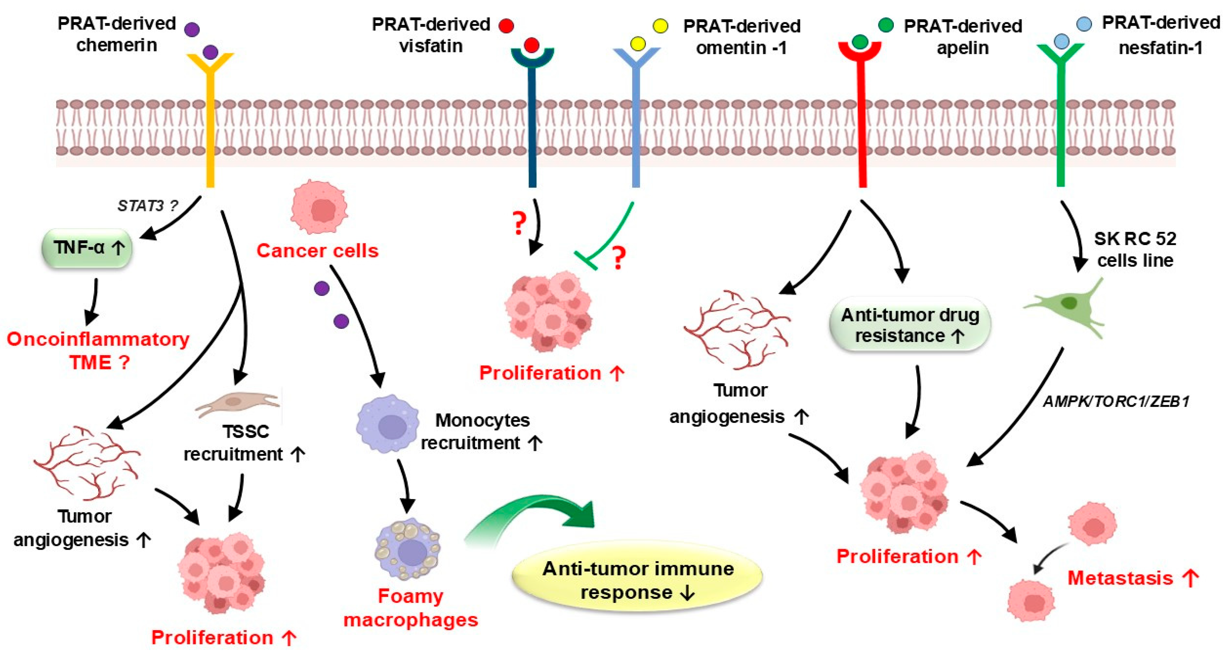 Cancers 17 01077 g002 Cancers 17 01077 g002
