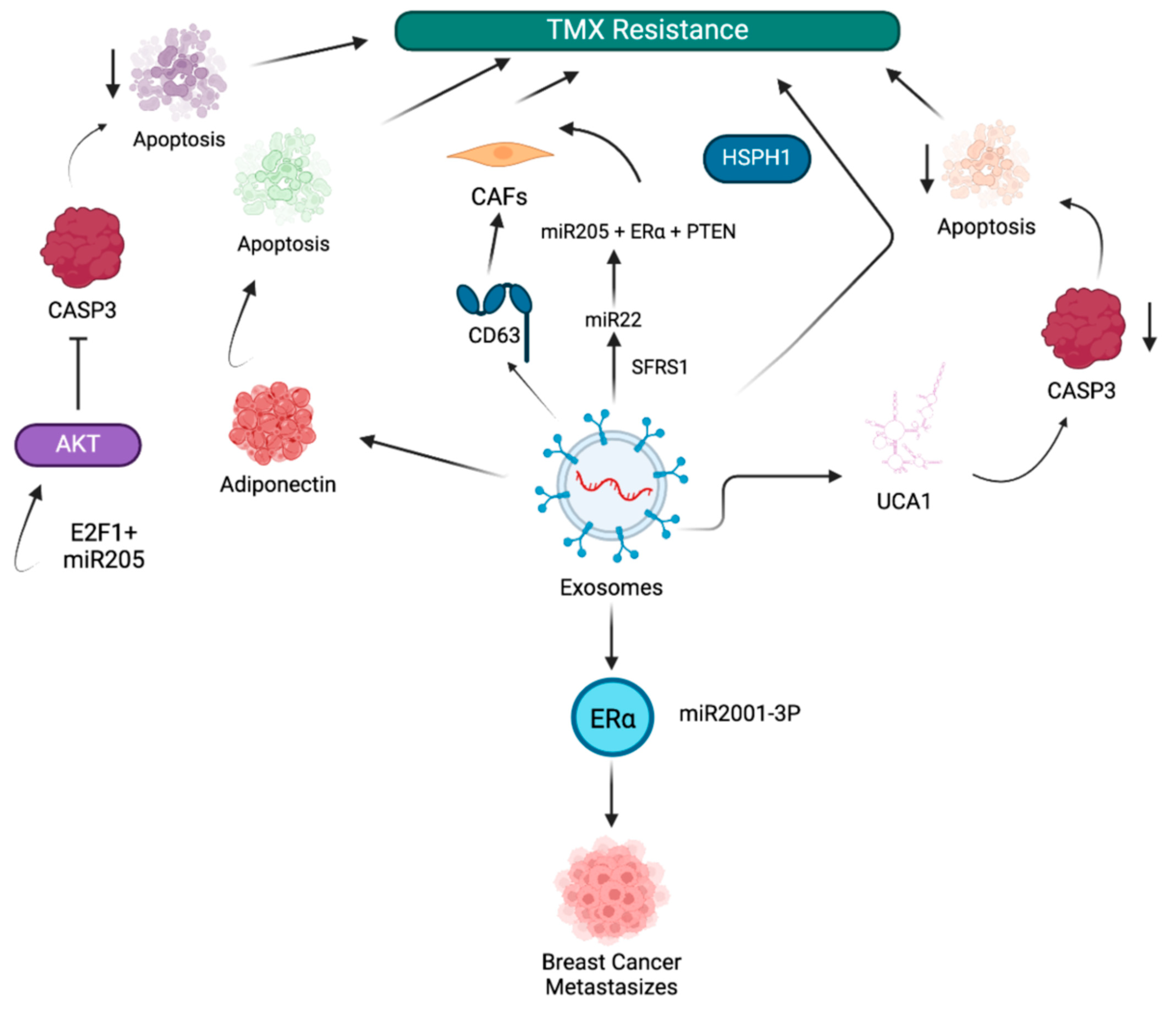 Cancers 17 01167 g002