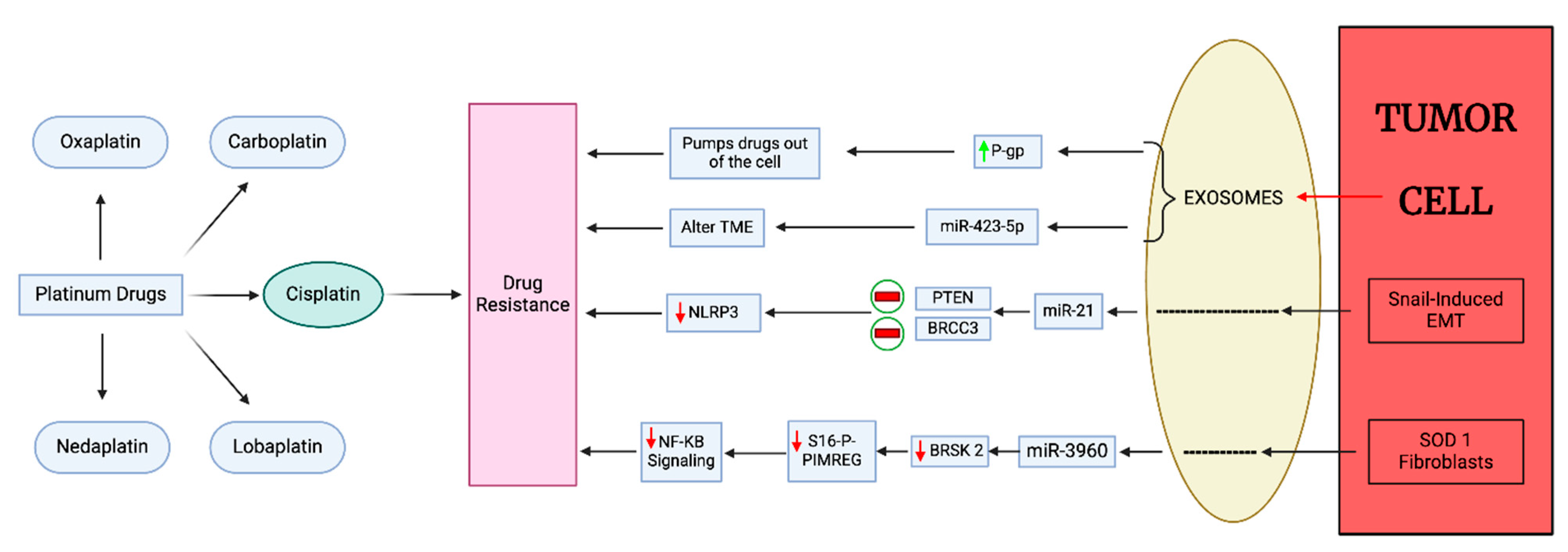 Cancers 17 01167 g005