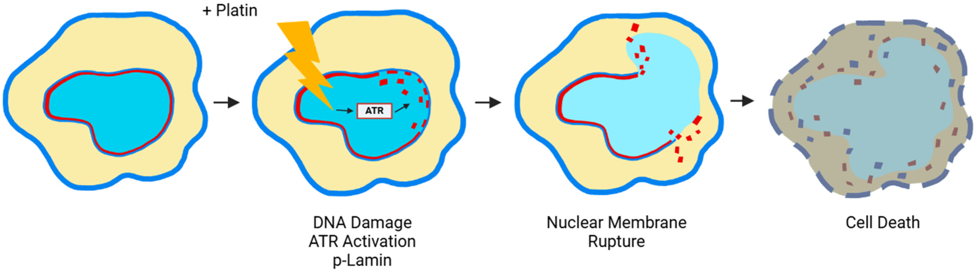 Cancers 17 01208 g003