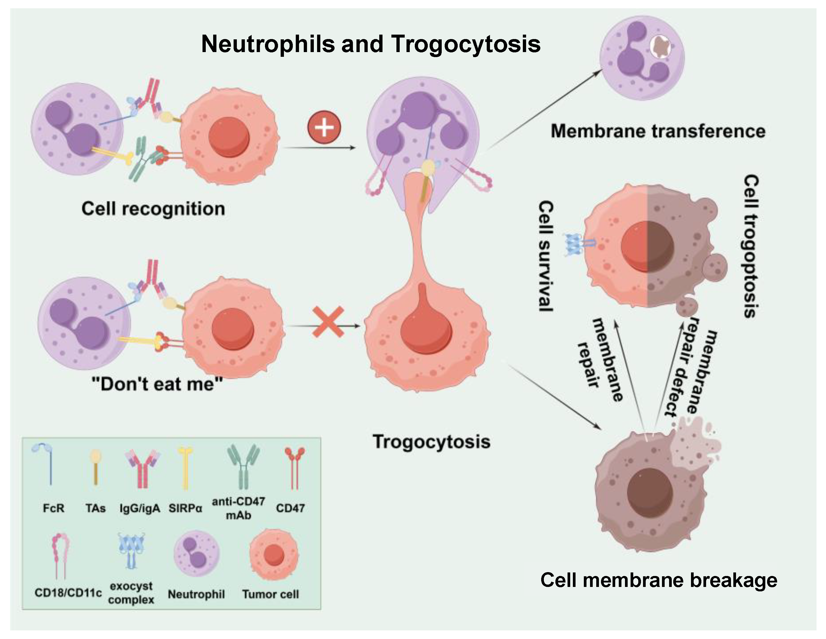Cancers 17 01298 g005