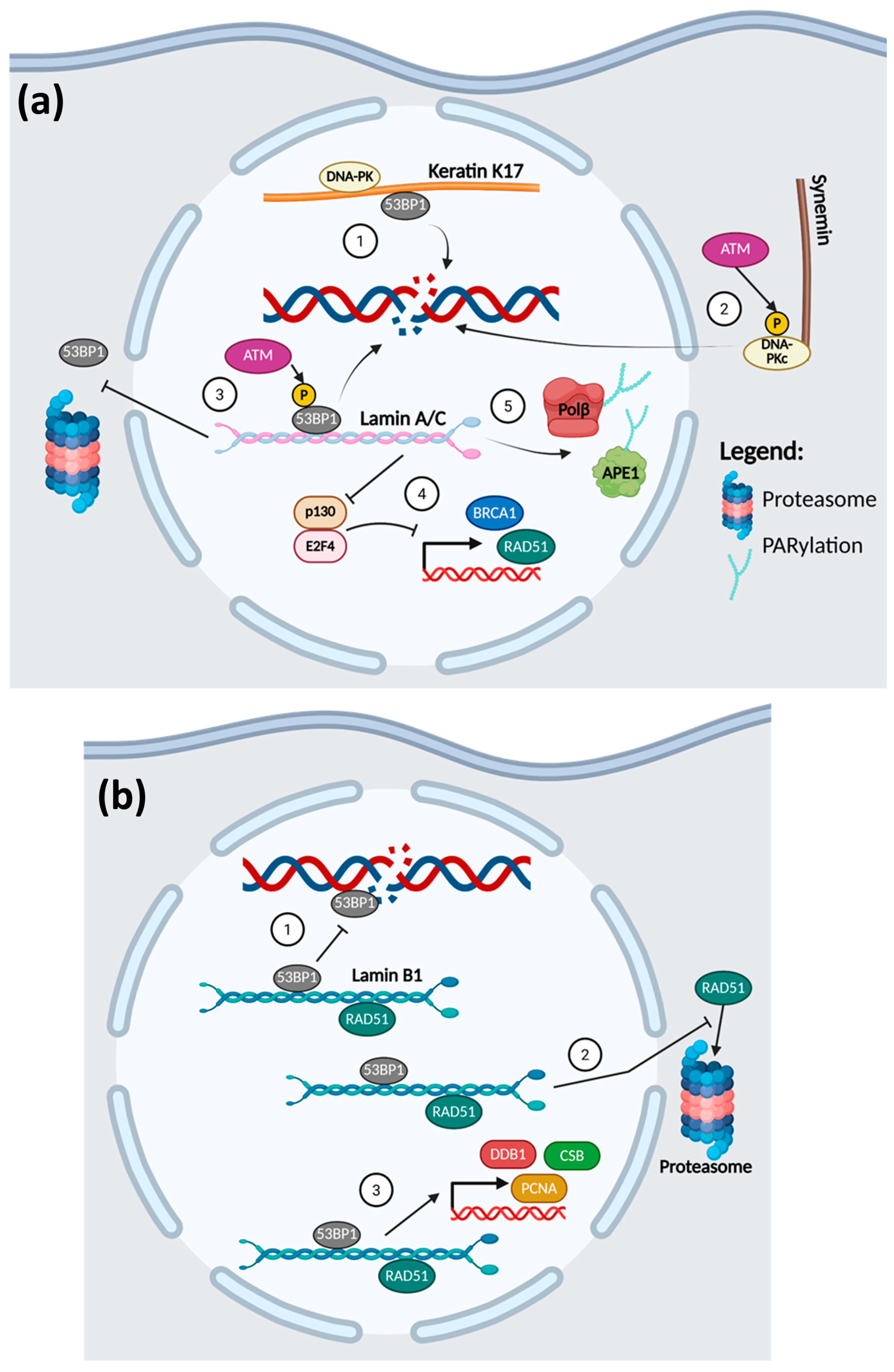 Cancers 17 01378 g003