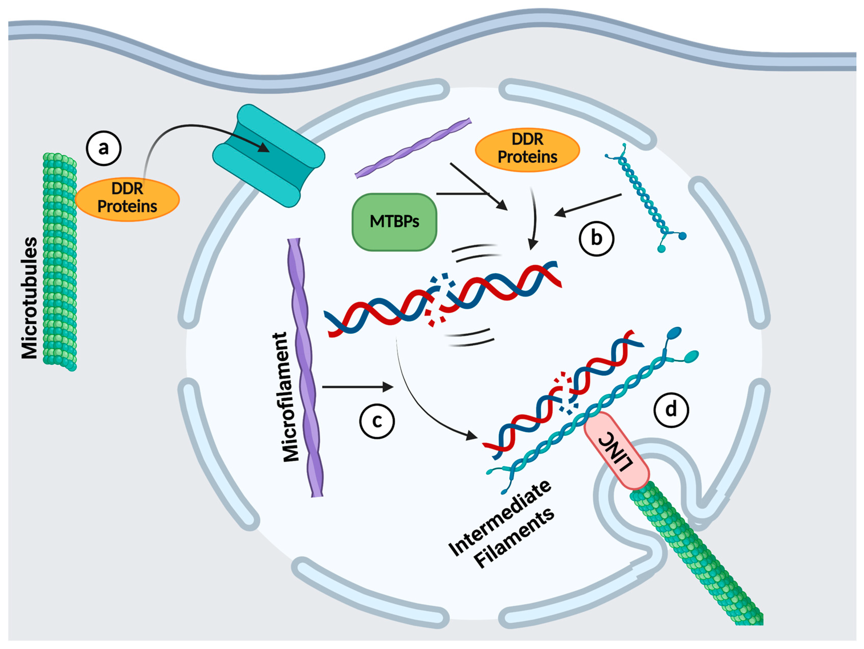 Cancers 17 01378 g004