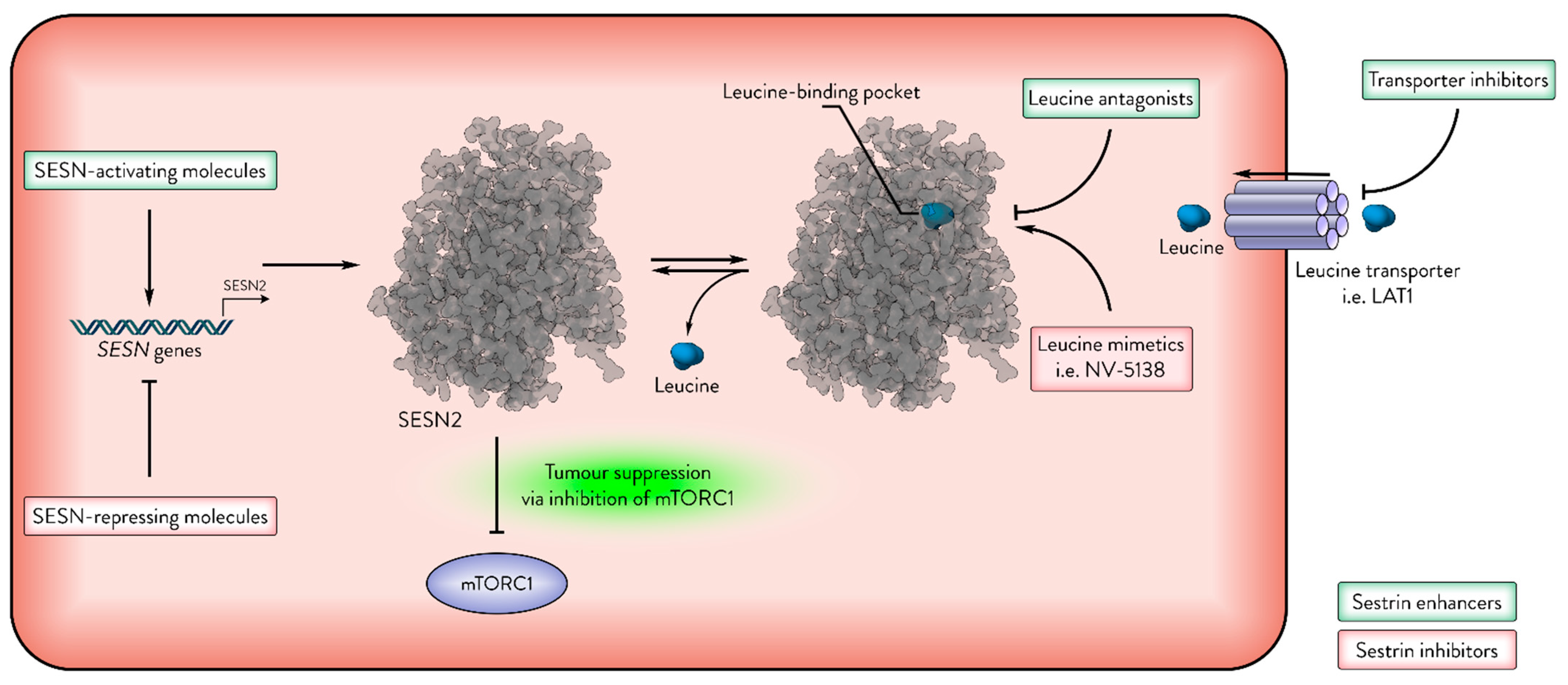 Cancers 17 01578 g005