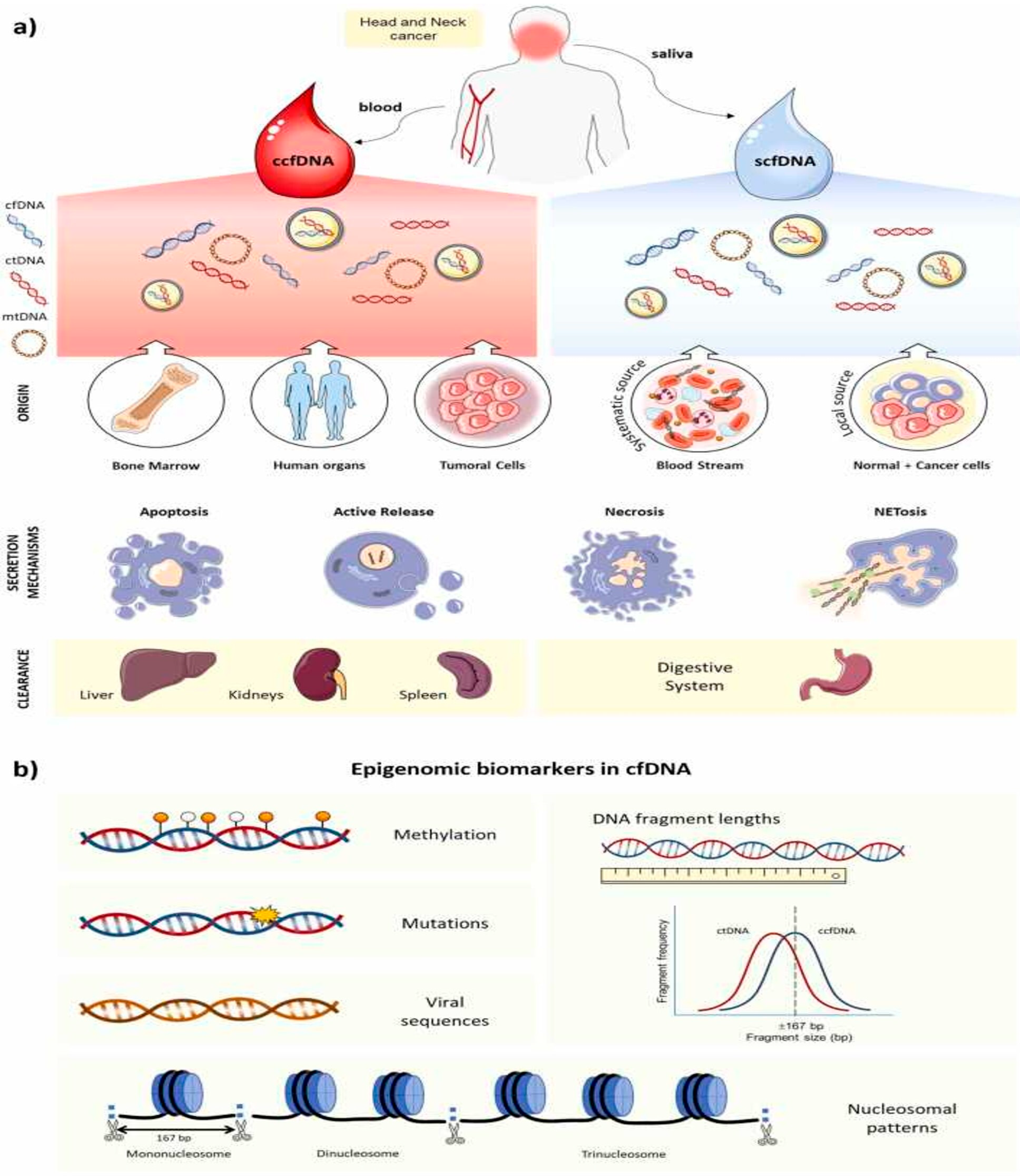 Cancers 17 02366 g001 Cancers 17 02366 g001