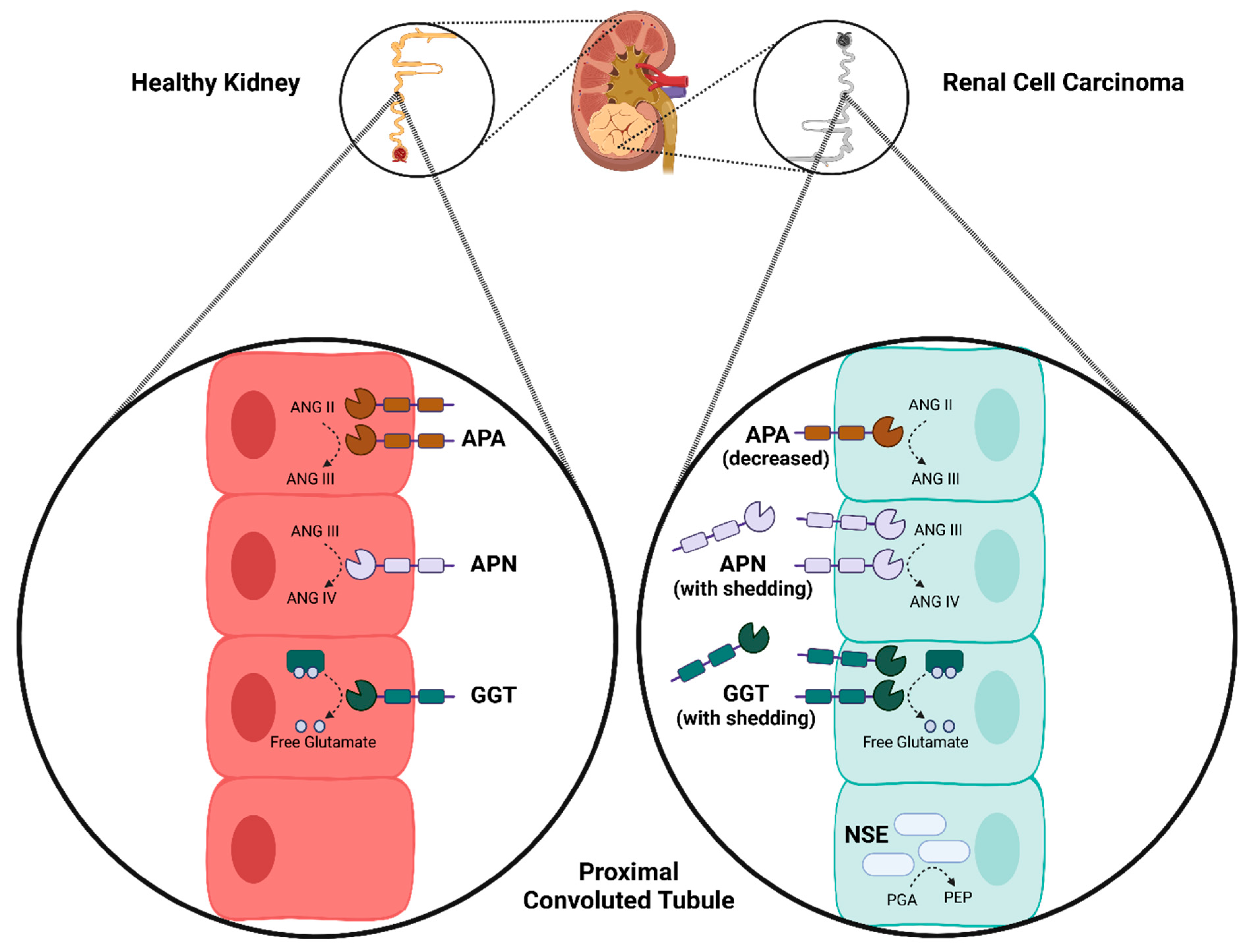 Cancers 17 02588 g004 Cancers 17 02588 g004
