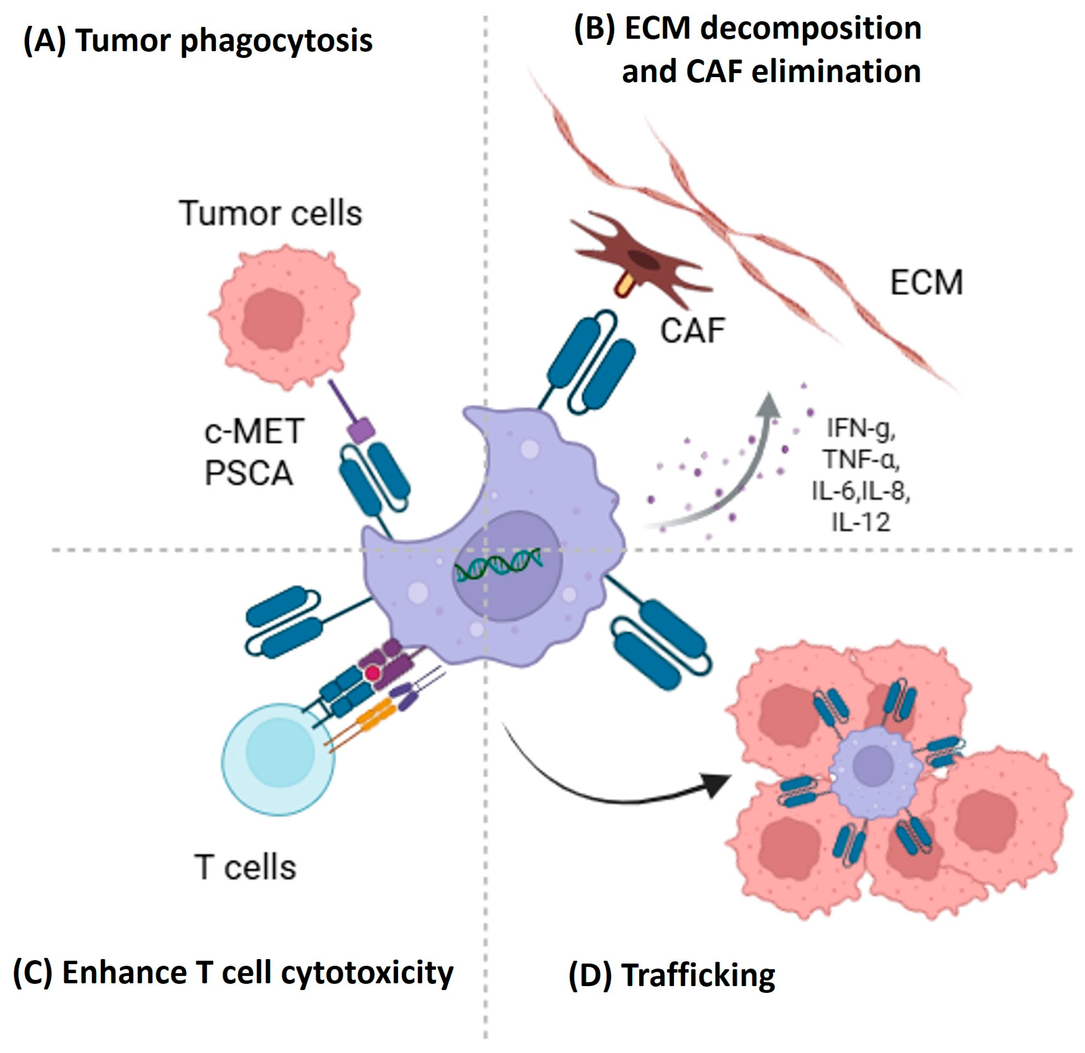 Cancers 17 03090 g002 Cancers 17 03090 g002