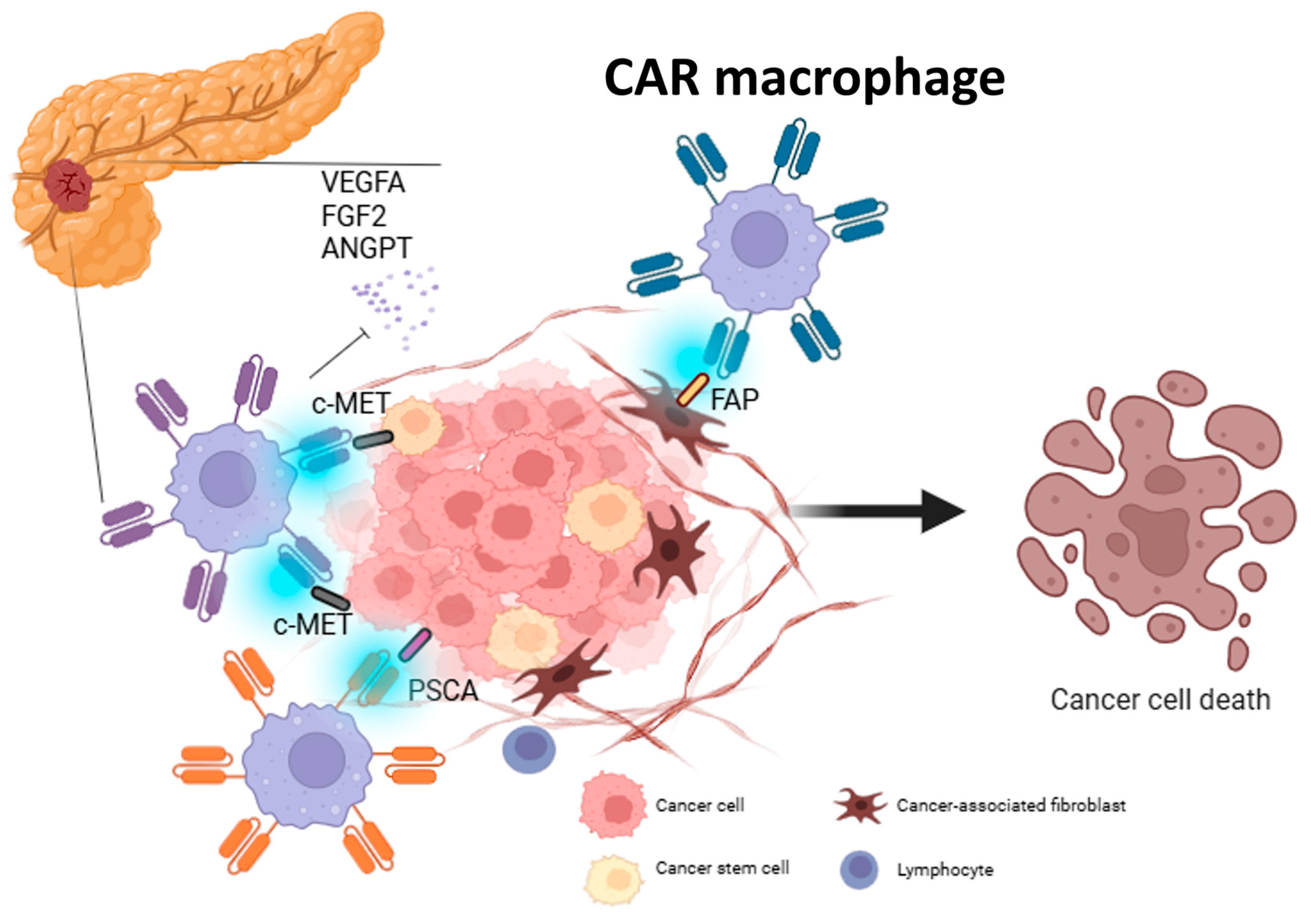 Cancers 17 03090 g004 Cancers 17 03090 g004