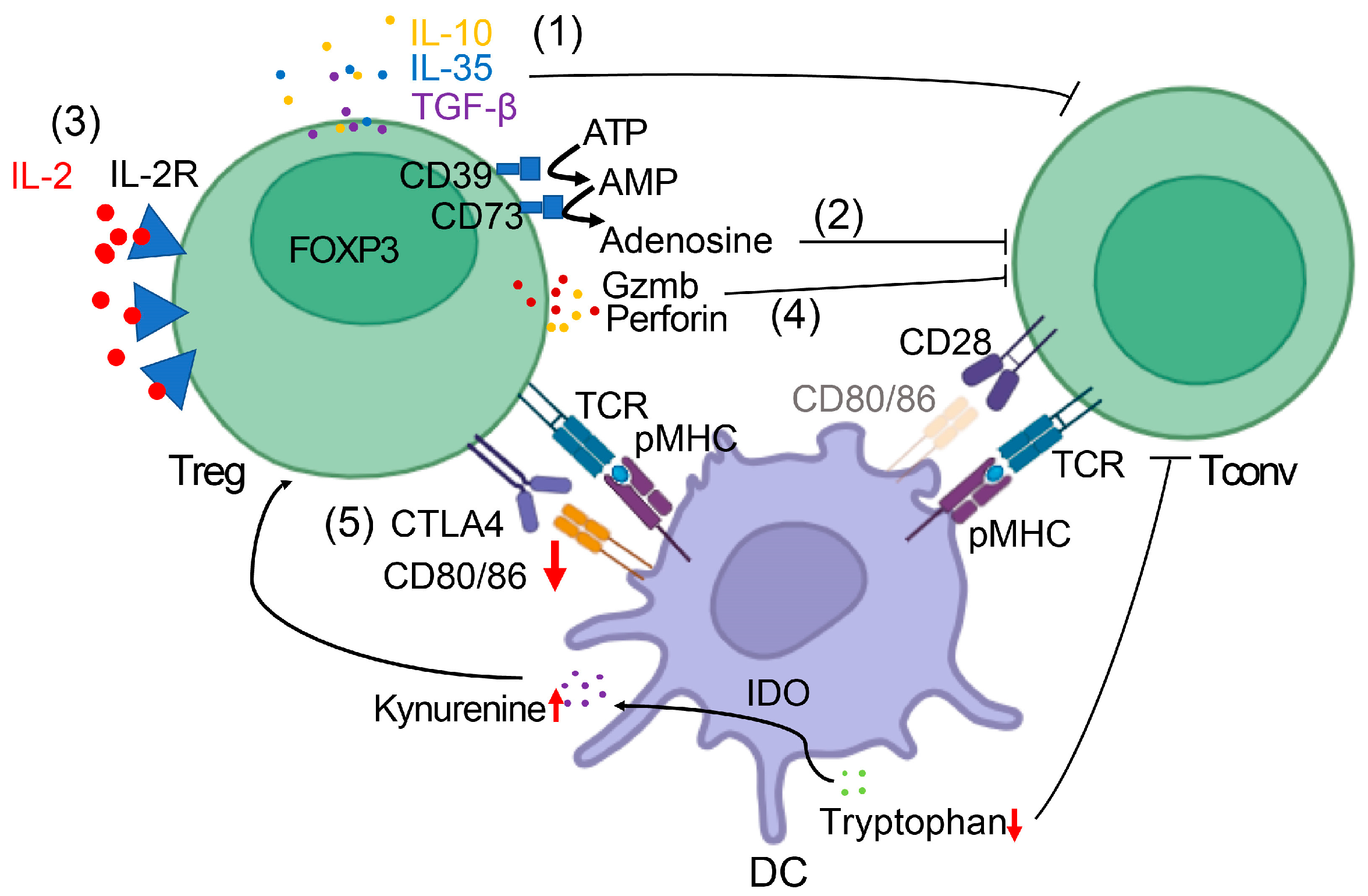 Cancers 17 03172 g001 Cancers 17 03172 g001