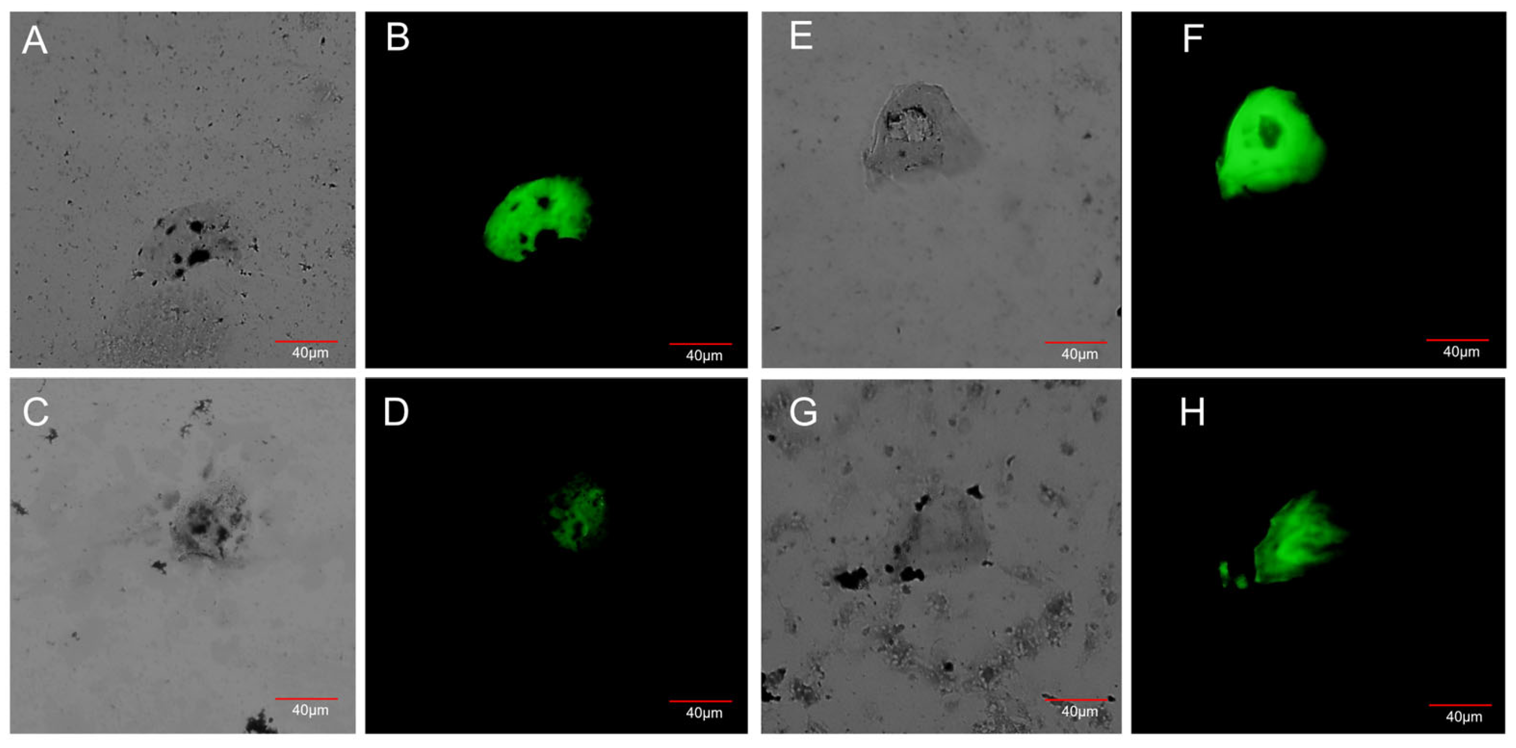 Cancers 17 03244 g001 Cancers 17 03244 g001