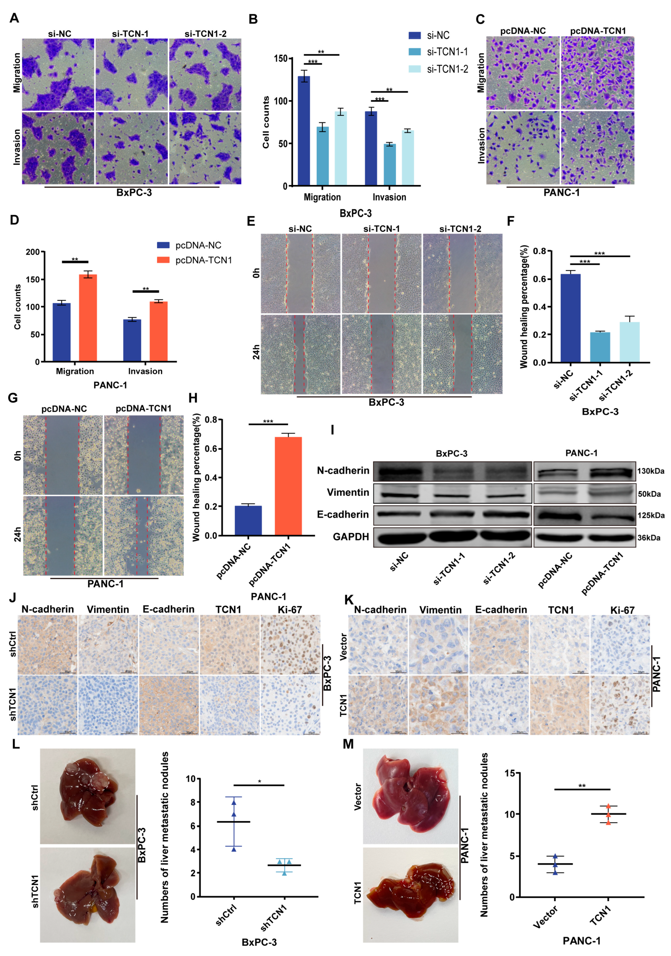 Cancers 17 03300 g003 Cancers 17 03300 g003