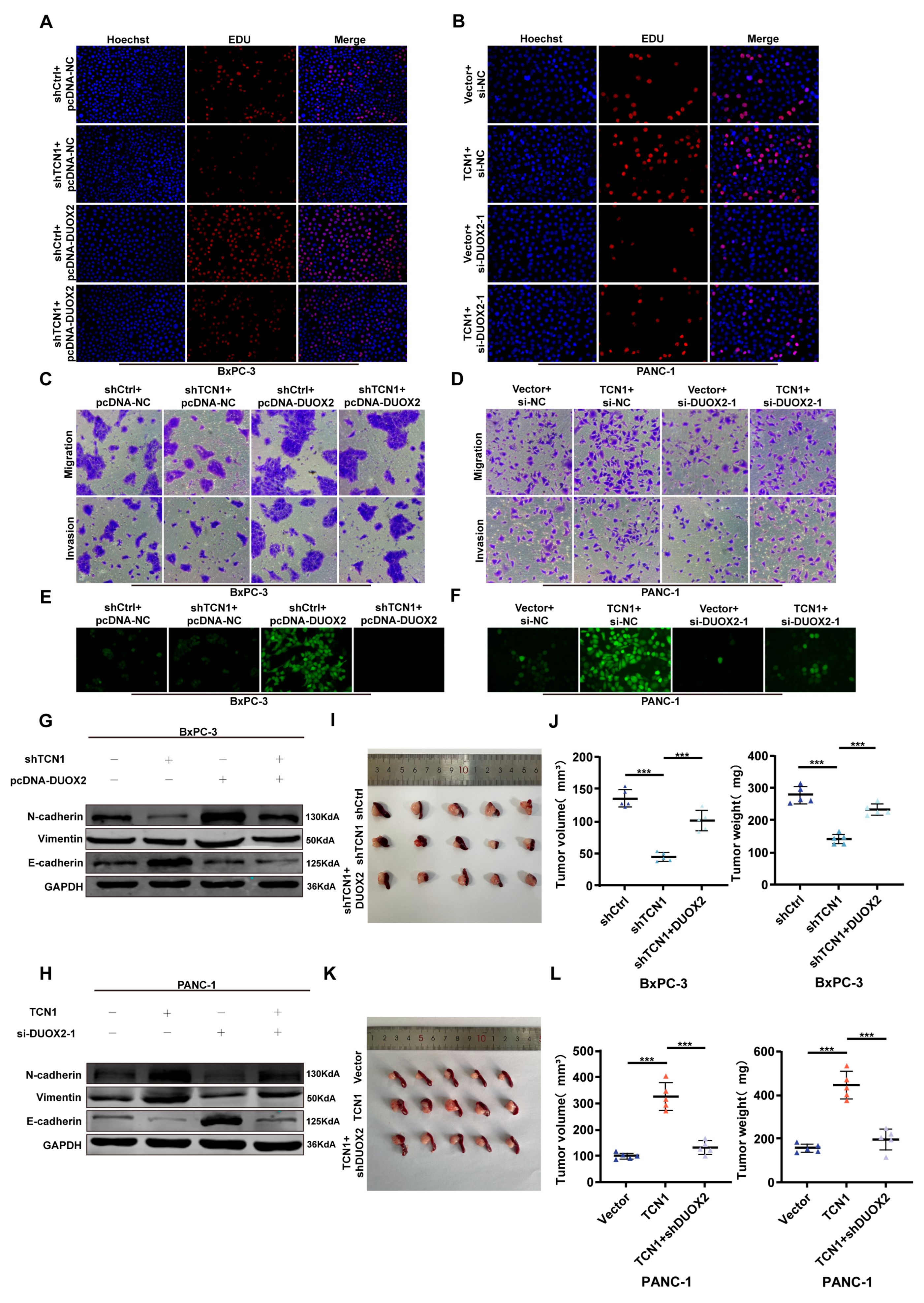 Cancers 17 03300 g005 Cancers 17 03300 g005