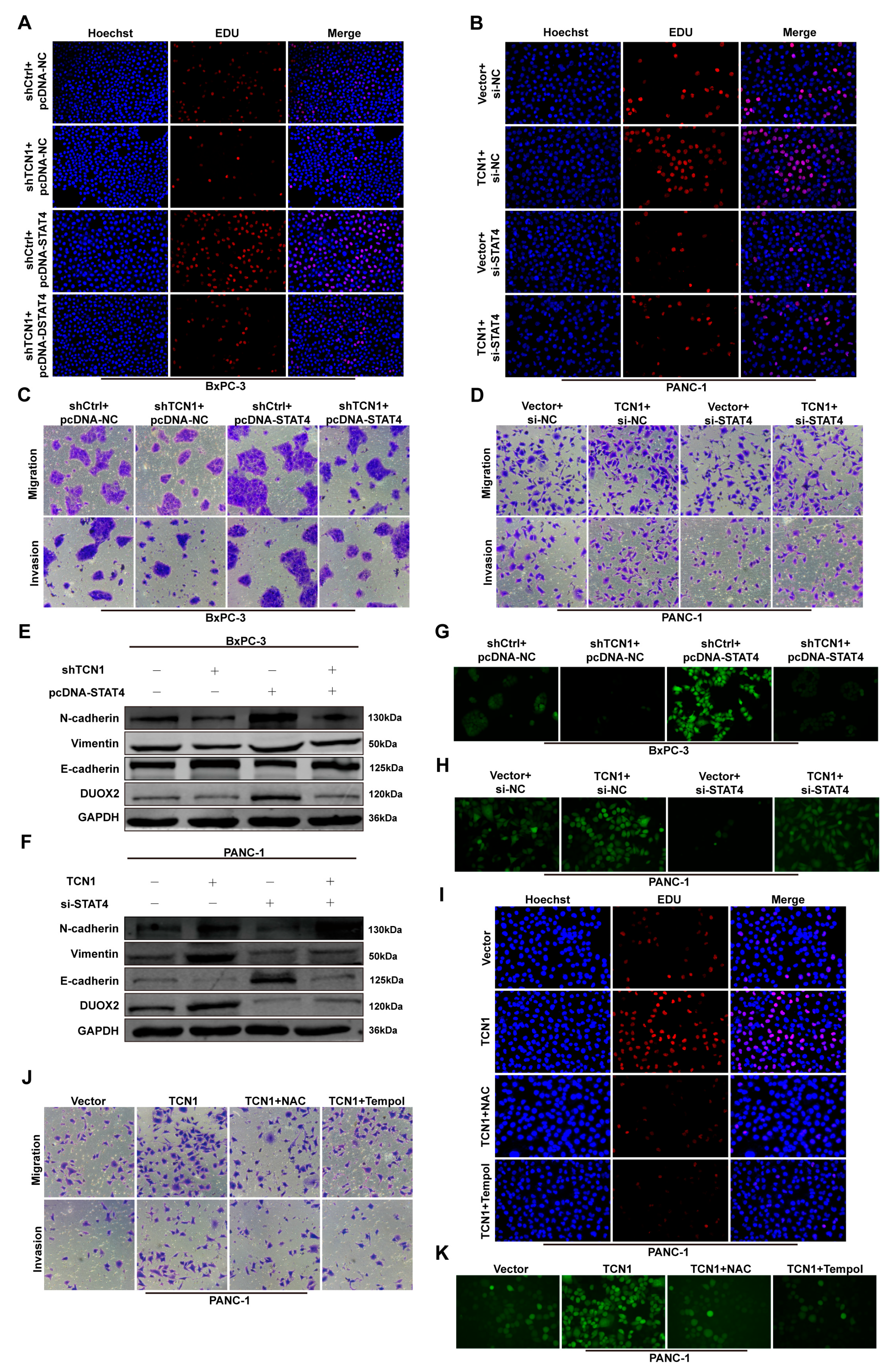 Cancers 17 03300 g007 Cancers 17 03300 g007
