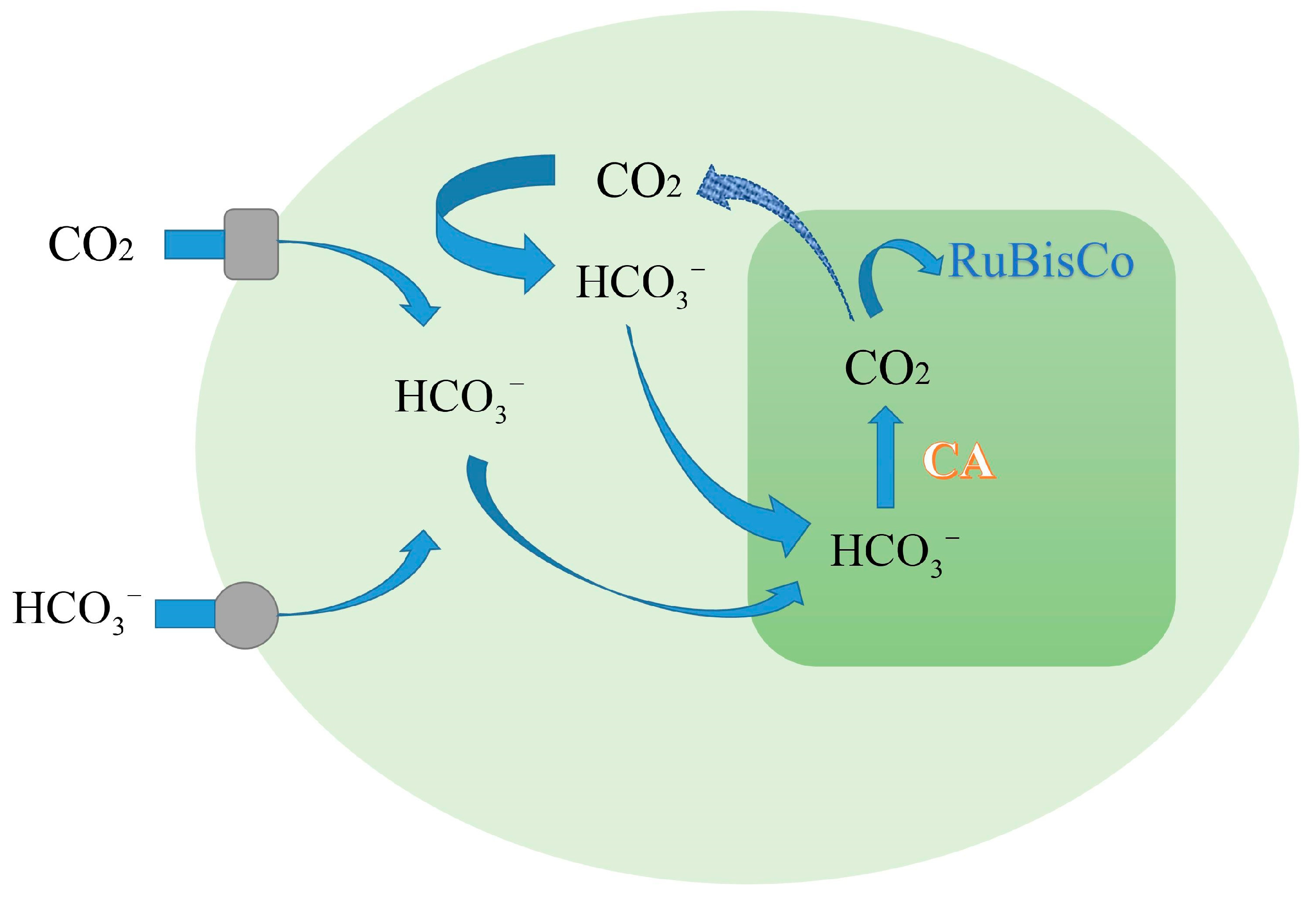 C Free FullText Optimization and Process Effect for Microalgae