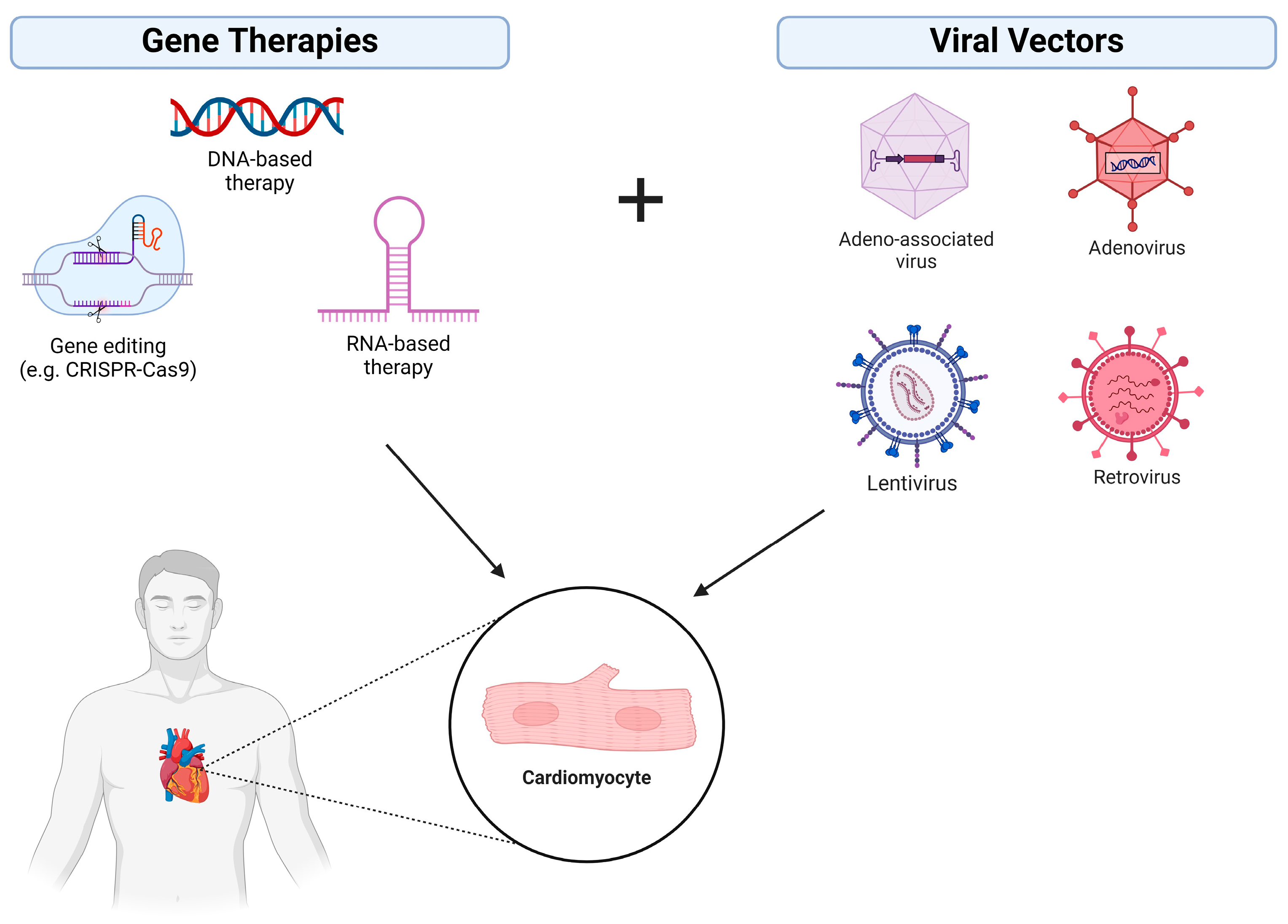 Cardiogenetics 14 00011 g002