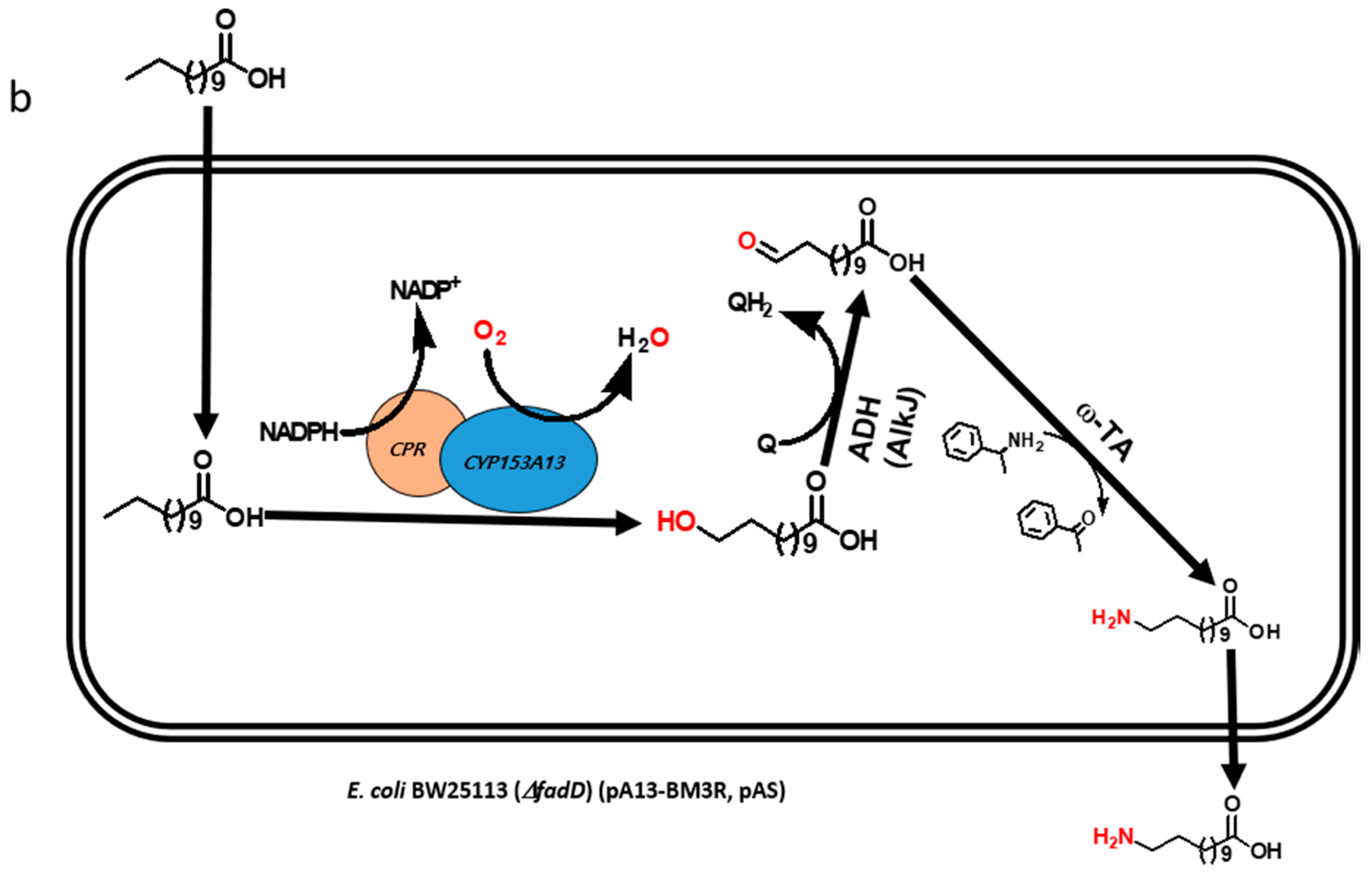 Catalysts 08 00400 g001b