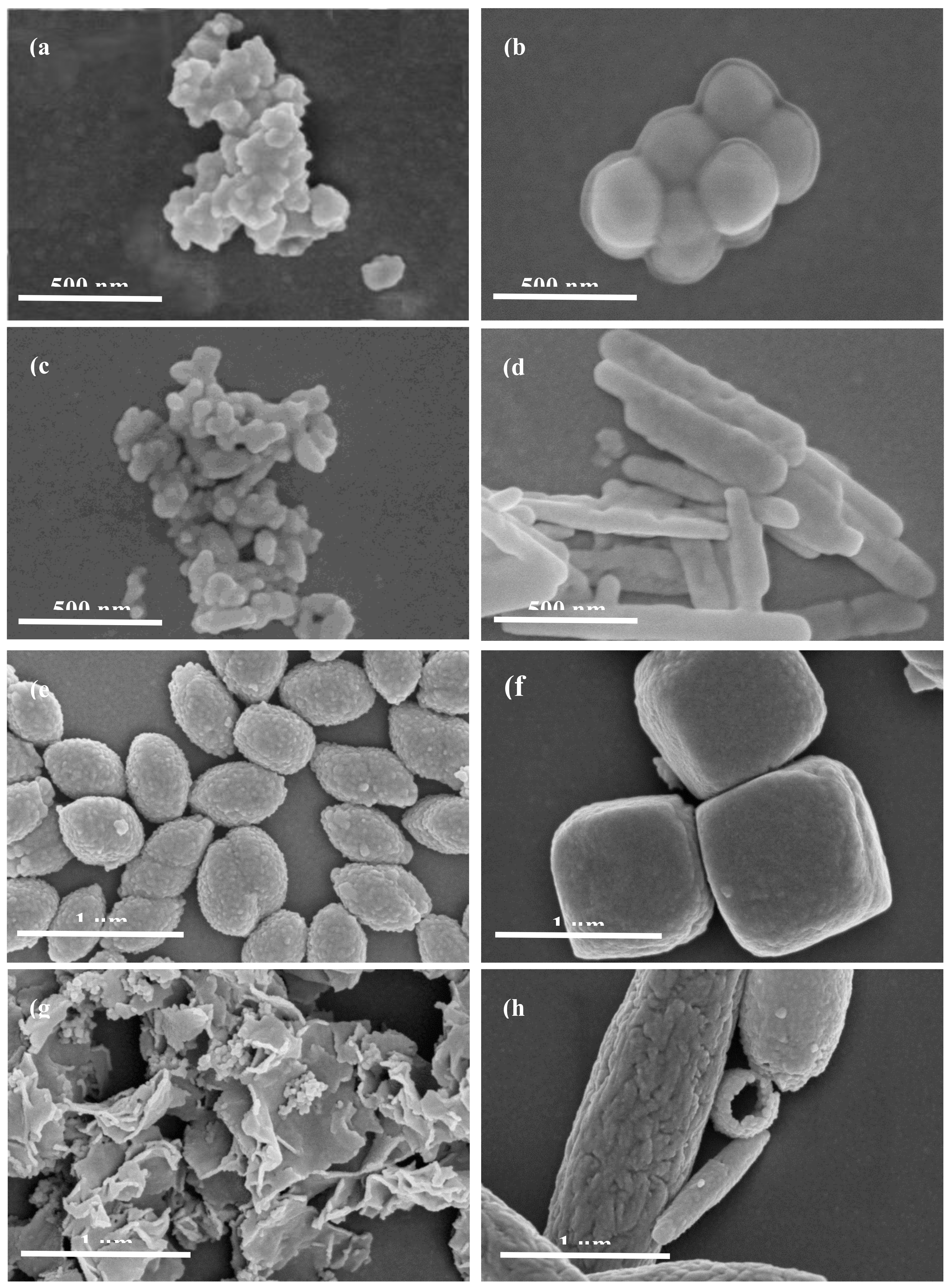 catalyst morphology zro2 sulfamethazine catalysts