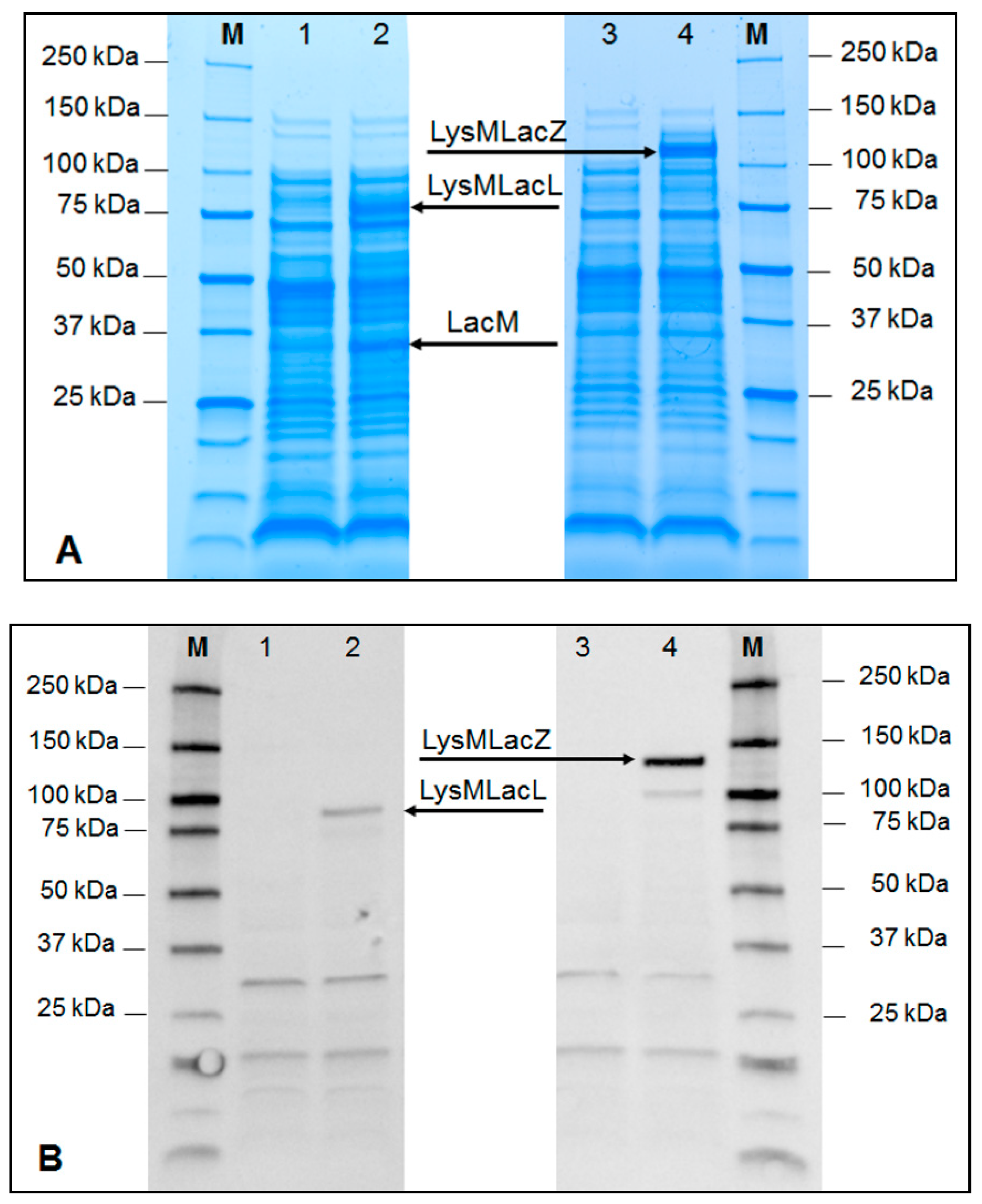 Catalysts 09 00443 g002 Catalysts 09 00443 g002