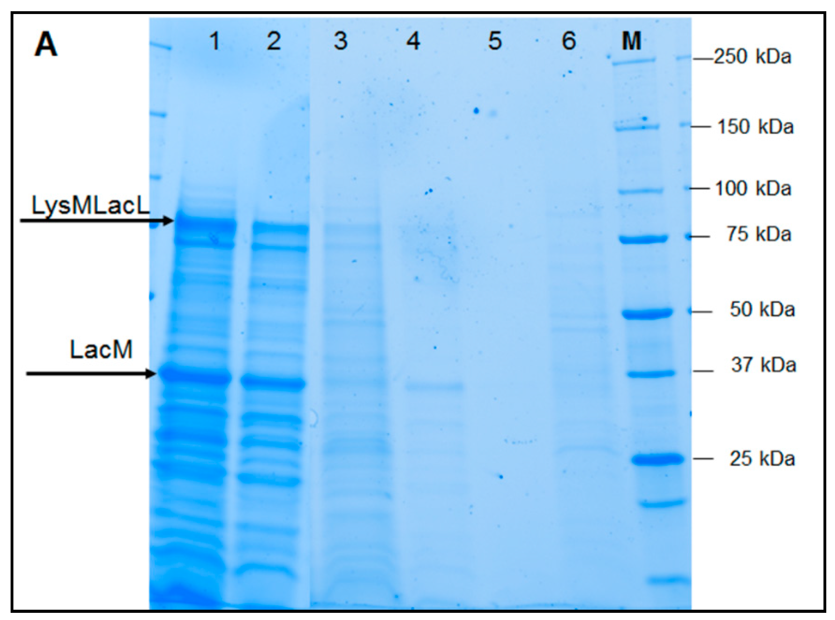 Catalysts 09 00443 g003a Catalysts 09 00443 g003a