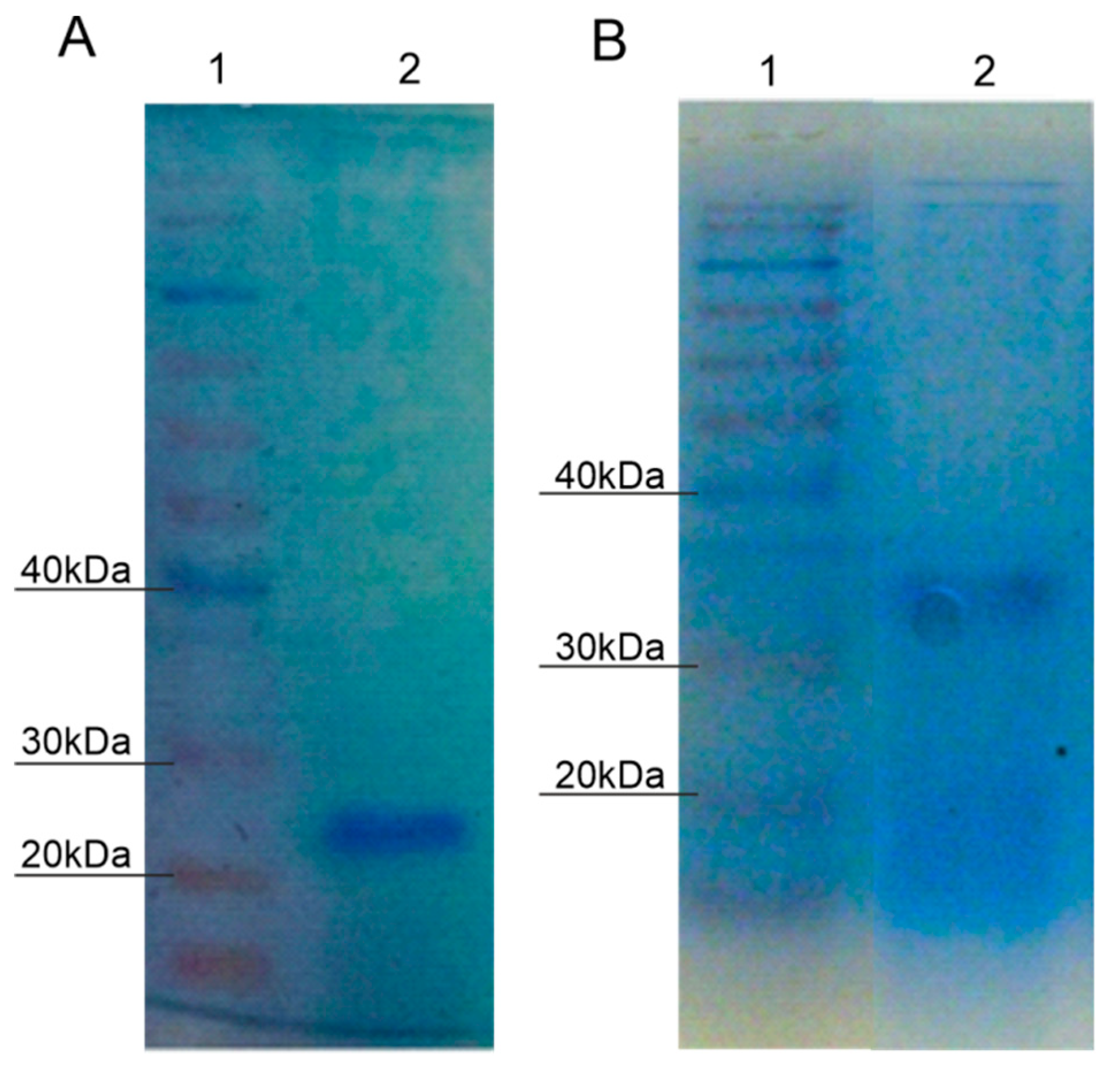 Catalysts 09 00629 g002