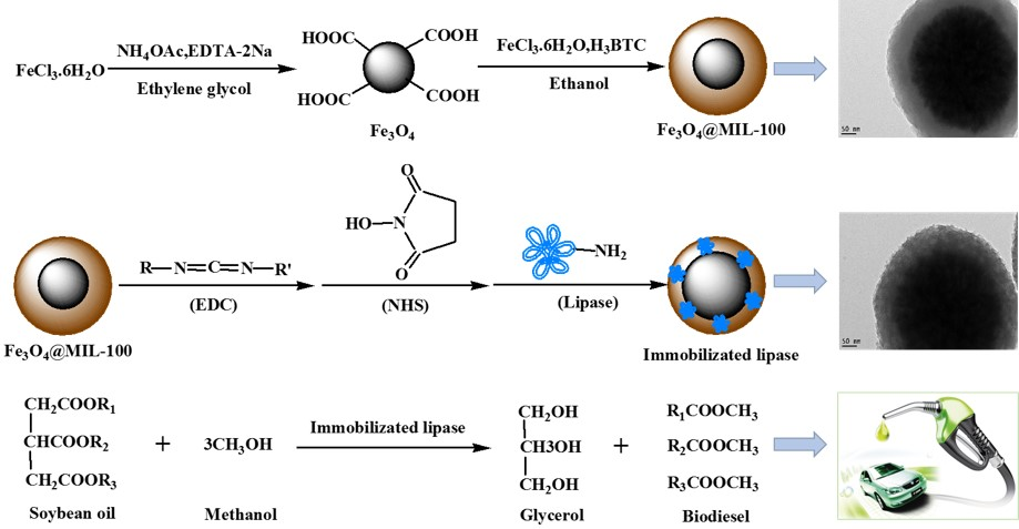 Catalysts Free Full Text Enzymatic Production Of Biodiesel Using Immobilized Lipase On Core