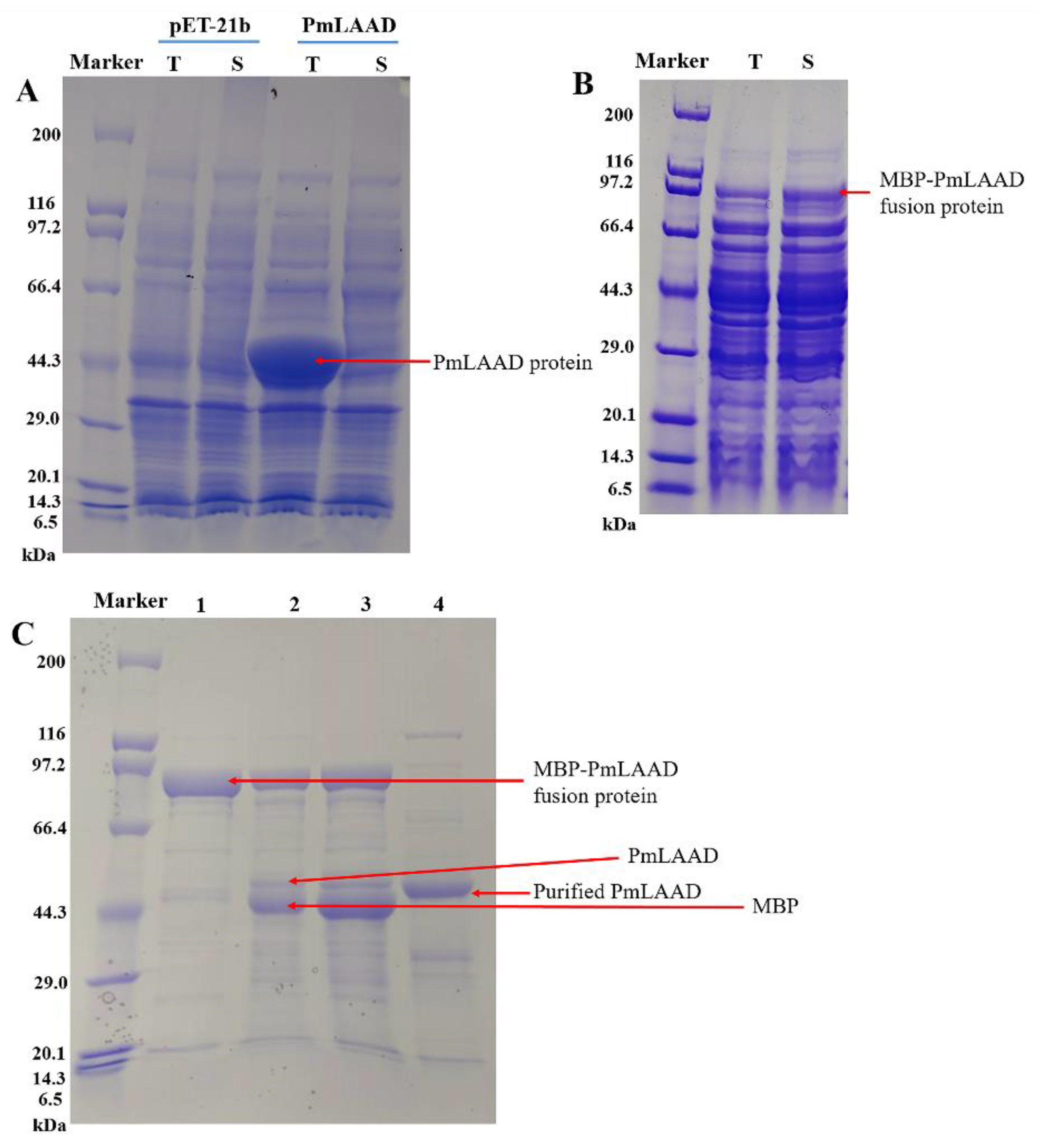 Catalysts 10 00215 g002