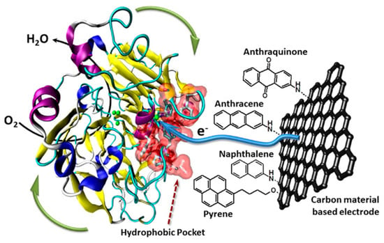 Catalysts Free Full Text Overview Of Recent Advances In Immobilisation Techniques For Phenol Oxidases In Solution Html