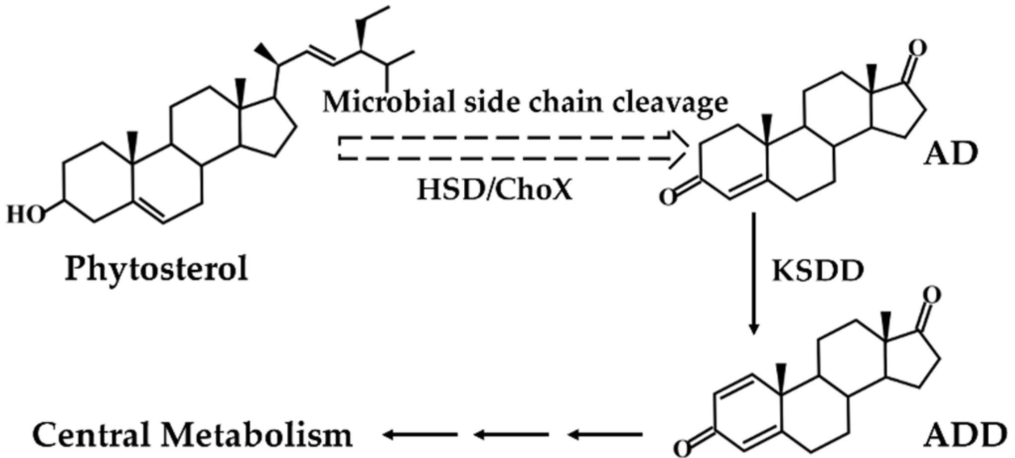 Catalysts 10 00663 g001