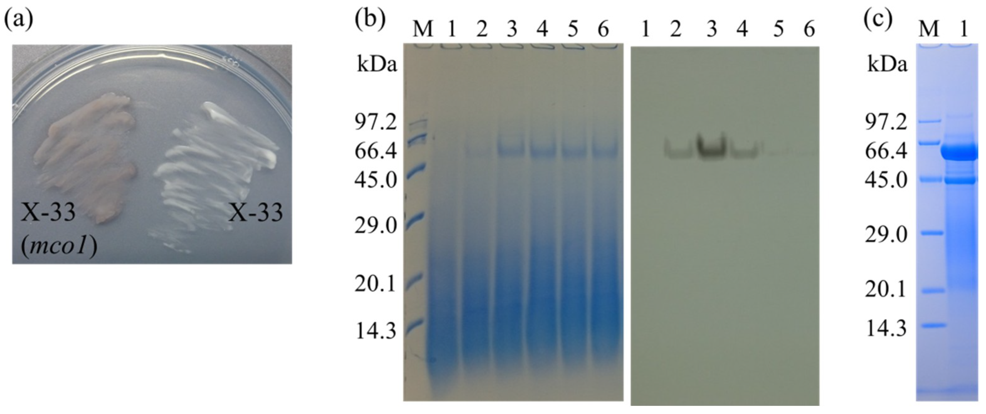 Catalysts 10 00686 g003 Catalysts 10 00686 g003