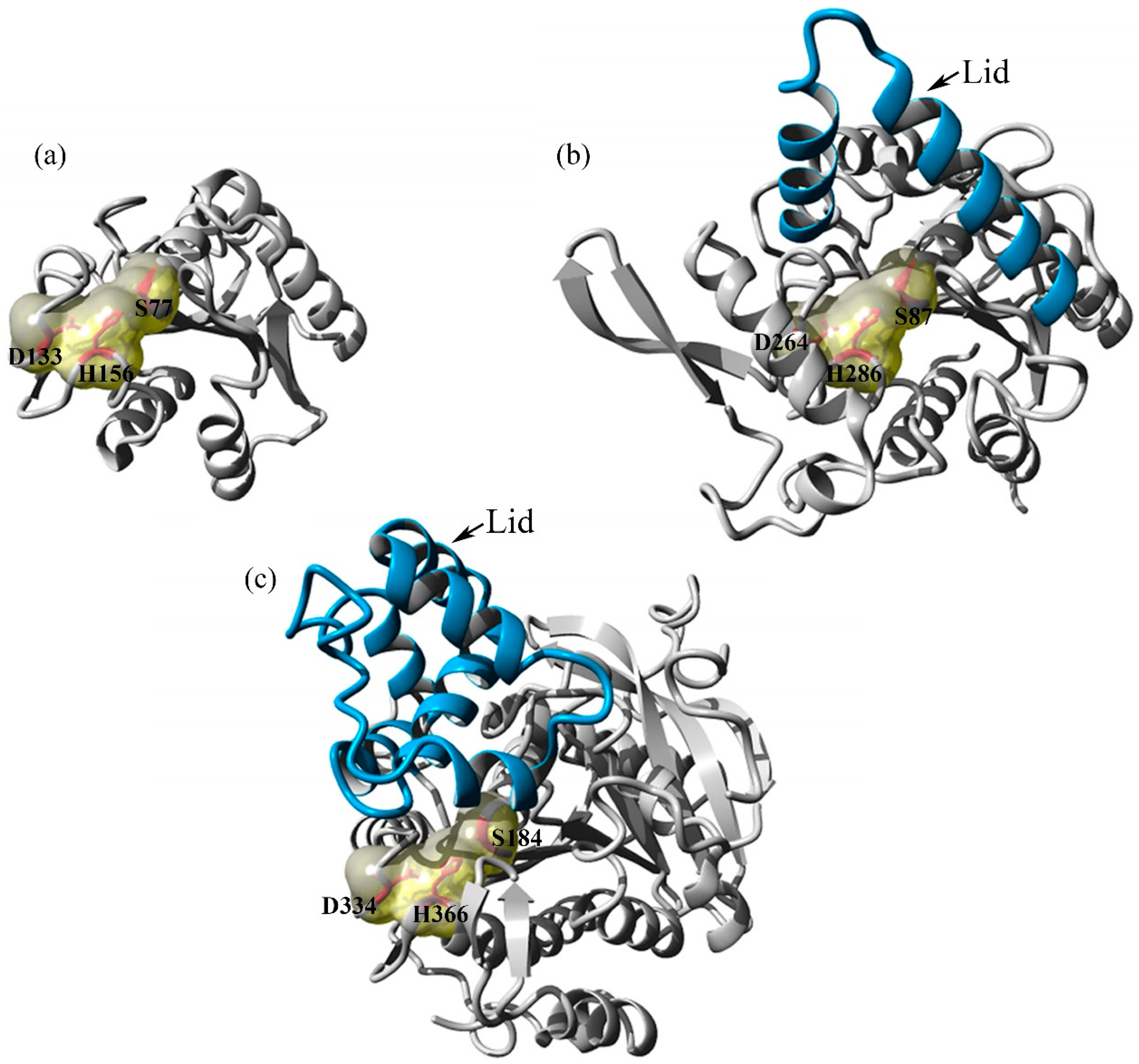 Catalysts Free Full Text Main Structural Targets For Engineering Lipase Substrate Specificity Html