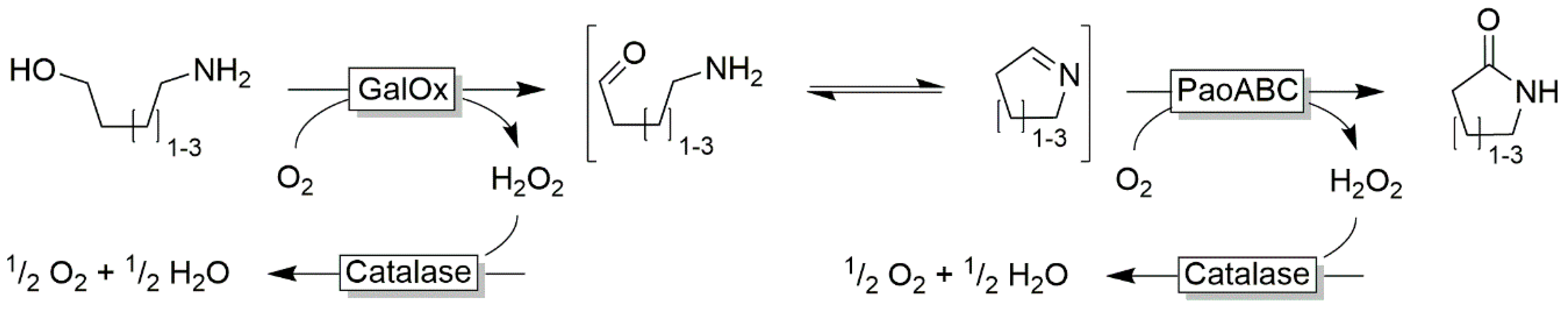 Catalysts 10 00952 sch018